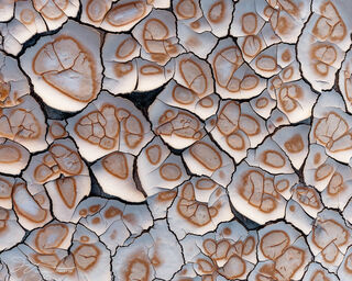 Desert  Dots