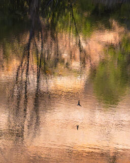 Wings and Reflections