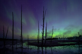 Dead trees are silhouetted against a colorful aurora sky in Yellowstone.