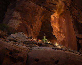Shelter in the Glow