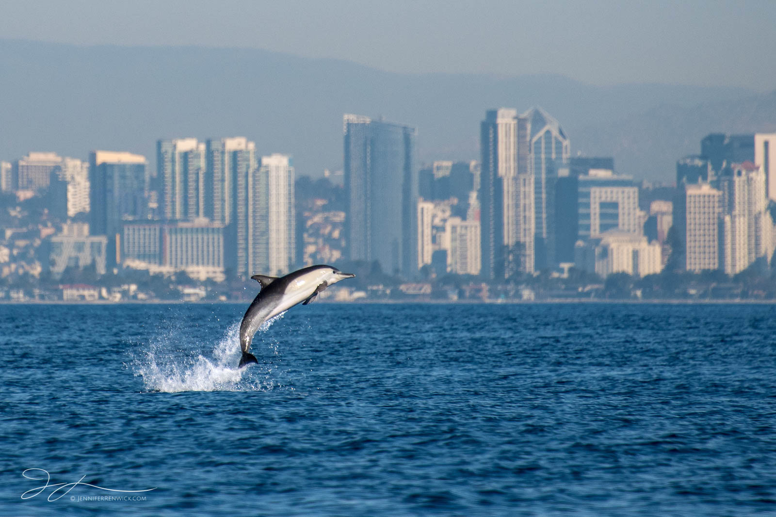 A common dolphin leaps into the air with the backdrop of downtown San Diego.