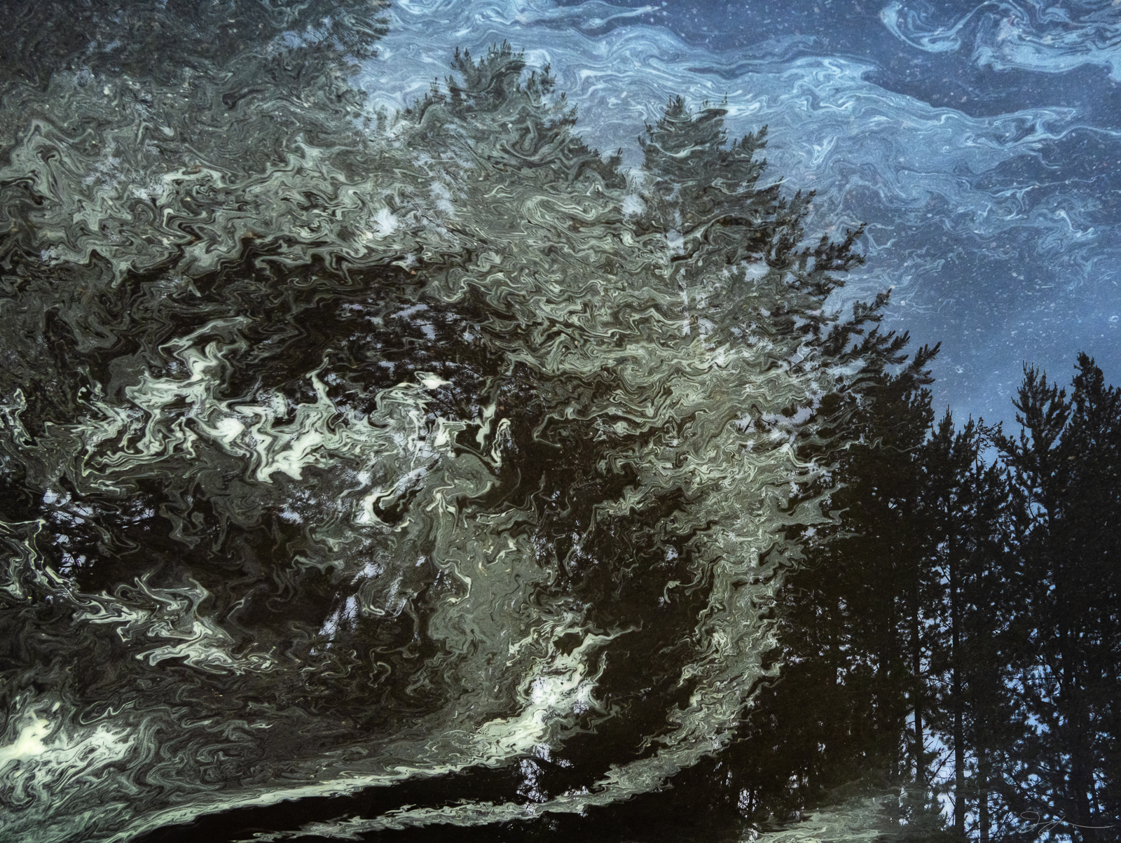 Between Worlds Abstract reflection of a dark forest in a Yellowstone puddle, distorted by swirling patterns of pale pollen.
