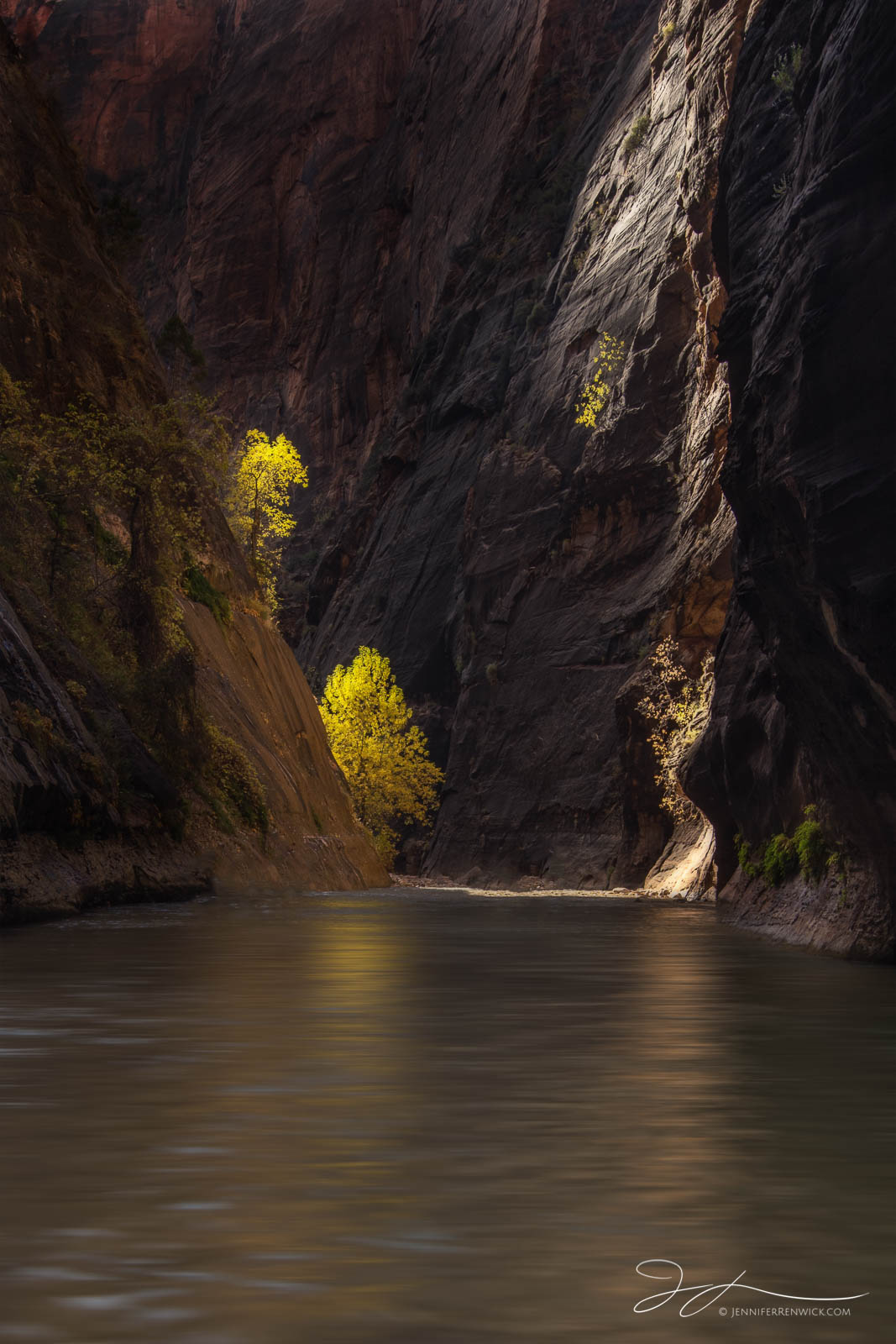 A cottonwood tree touched by the last light of the day greets me as I hike through the Narrows.