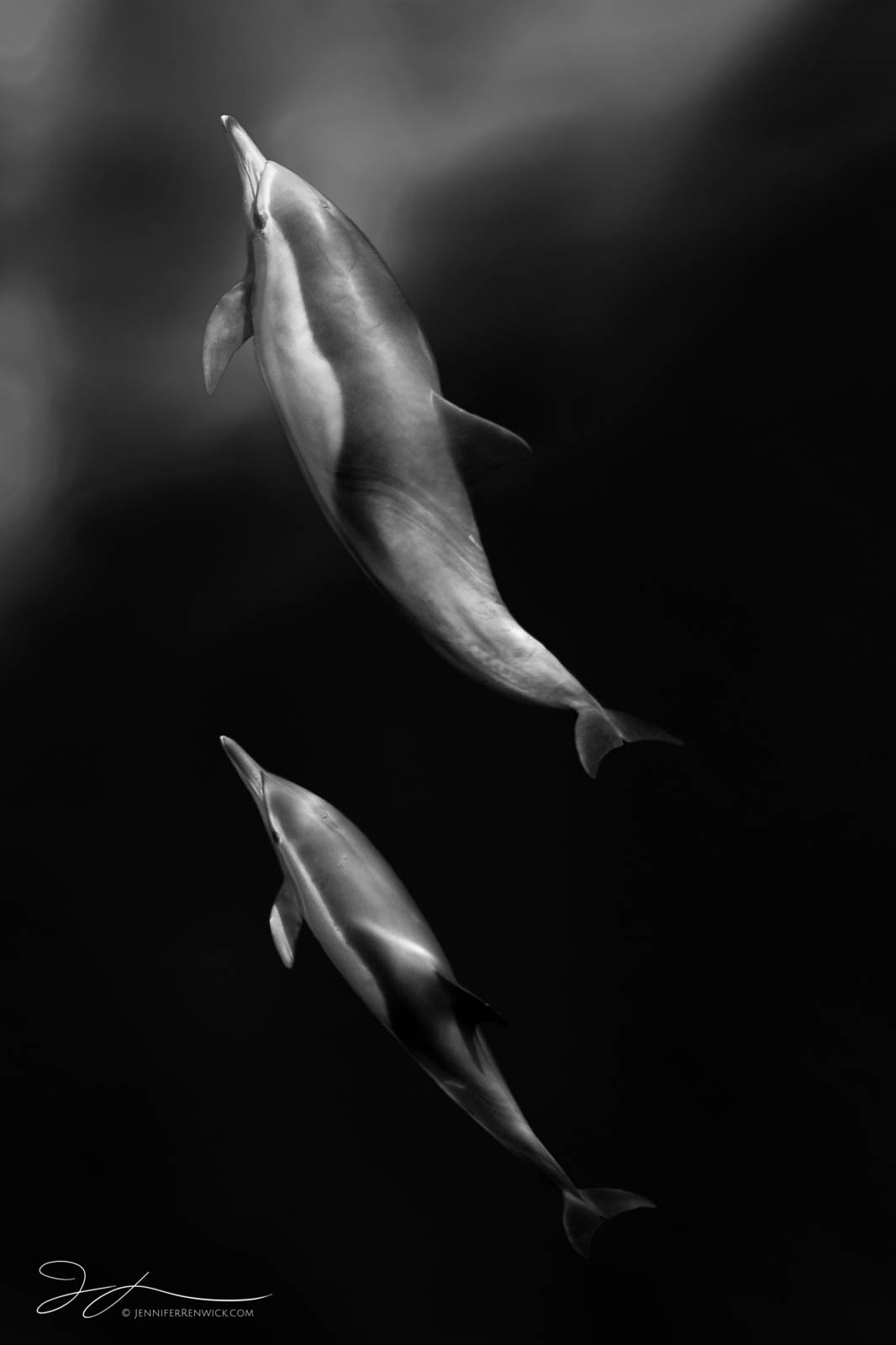 Two common dolphins ascend towards the surface of the sea.