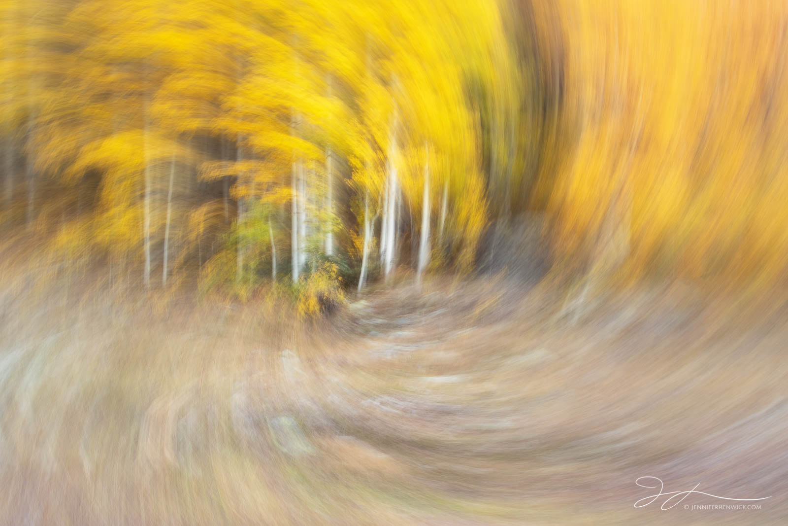 Aspen trees seem to spin in this image created using intentional camera movement.