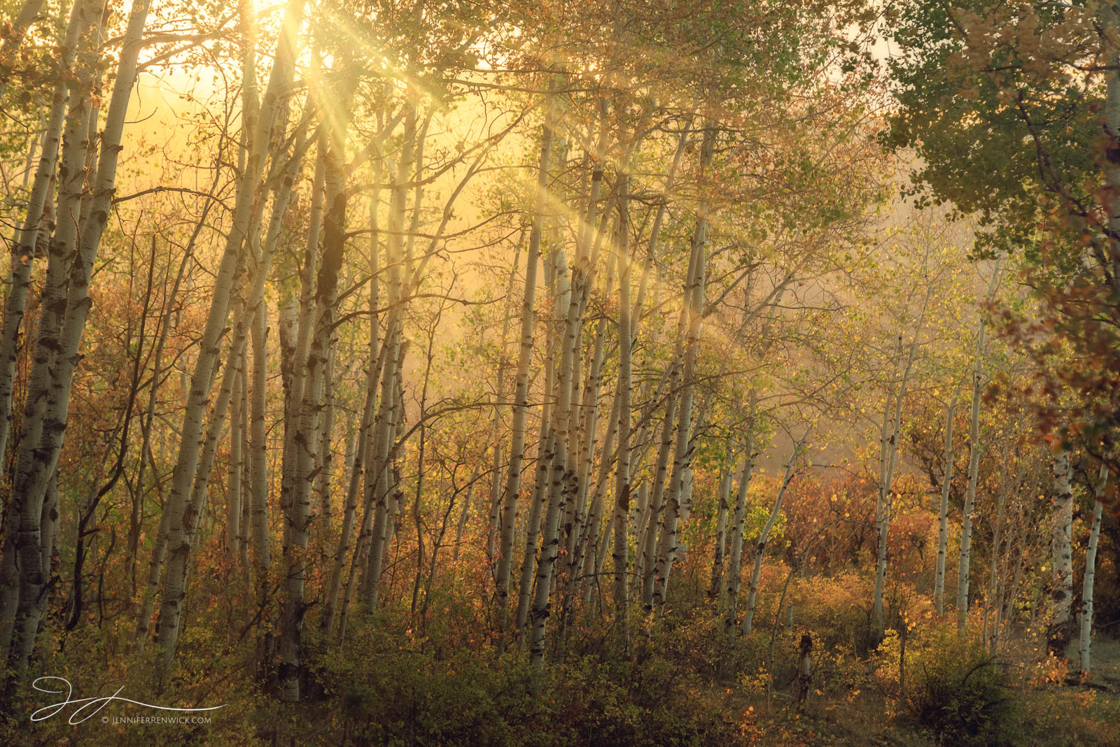 Sun rays bathe an autumn aspen forest with warm light.