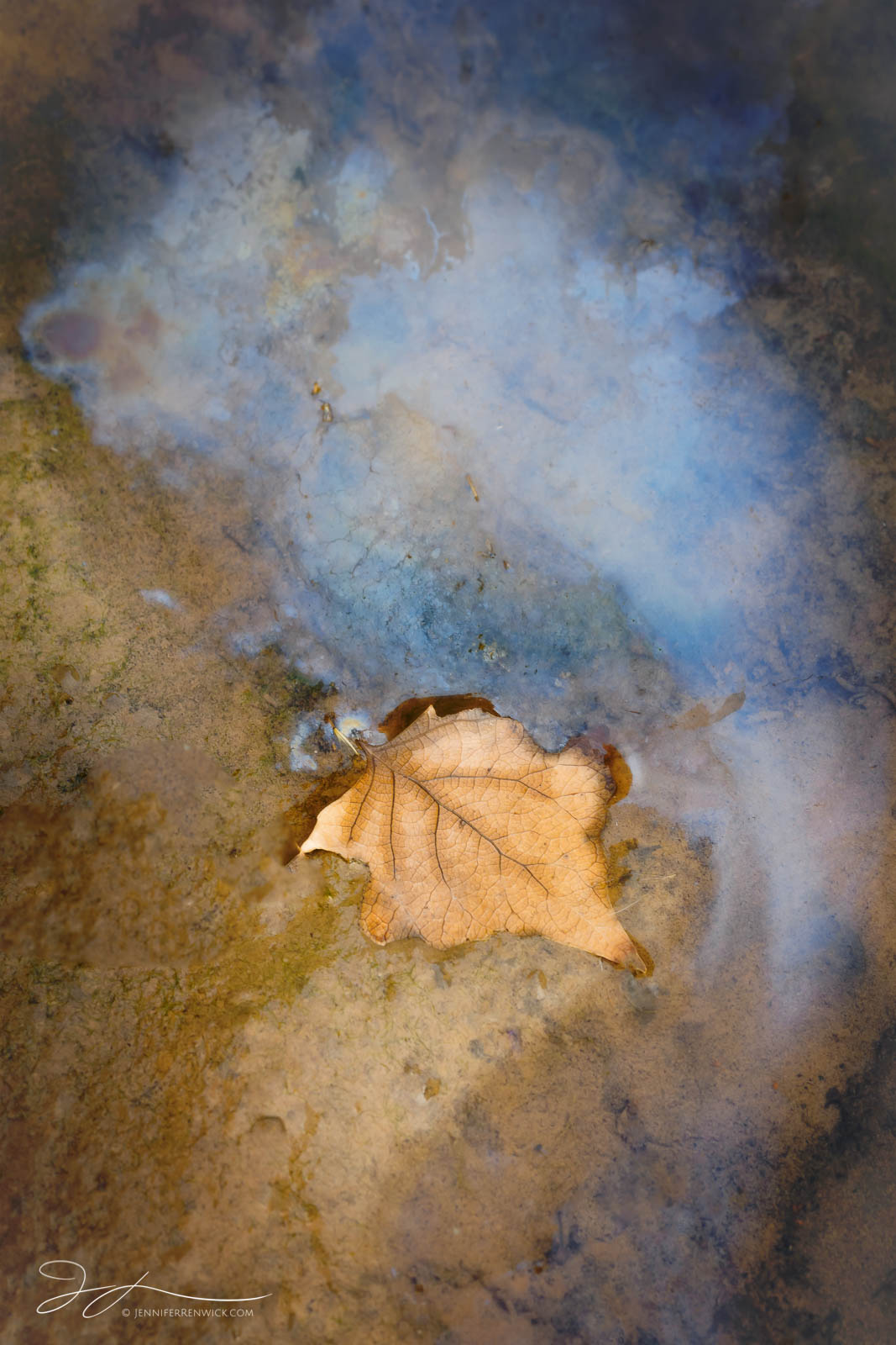 A decaying leaf in a puddle leaves behind a colorful blue oil slick left behind by natural decay.  This image is part of my "...