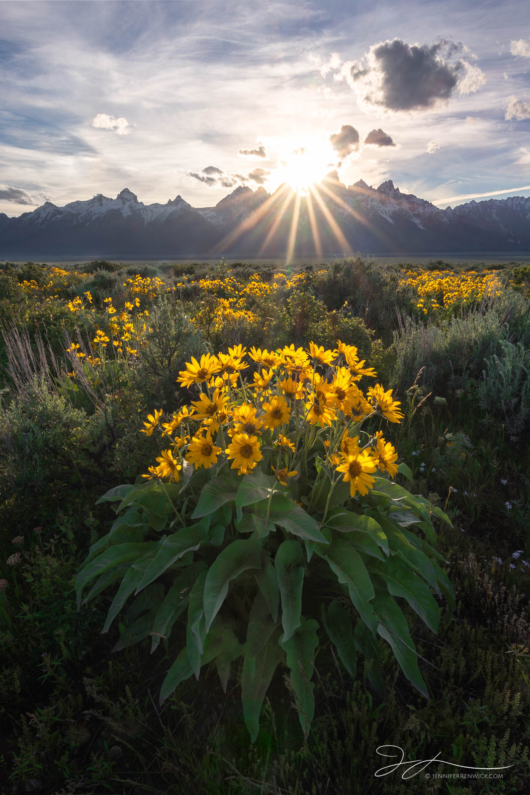Arrowleaf Balsamroot flowers set the scene against the Teton Mountain Range as the sun sets.
