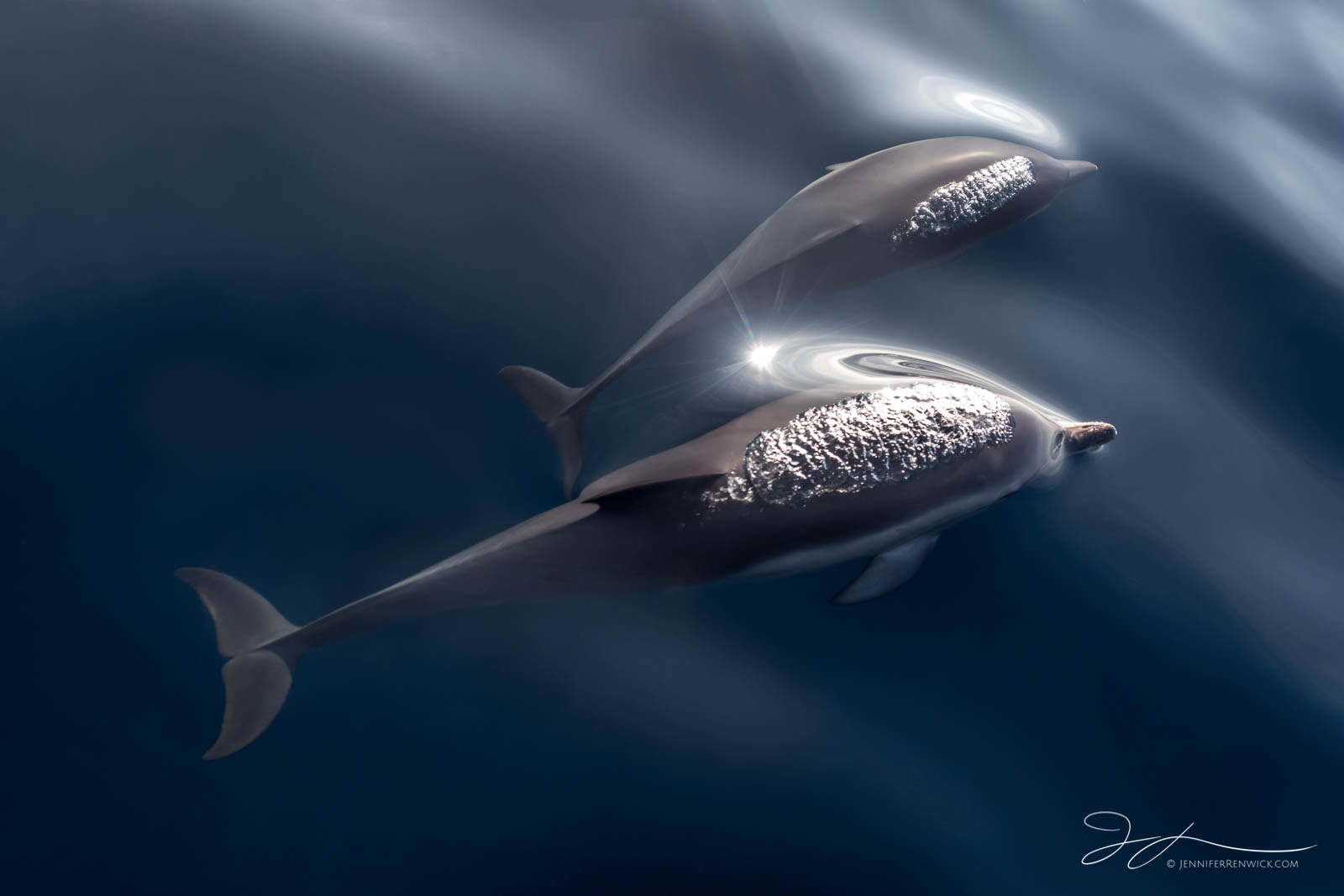 A mother and her calf get ready to break the surface to breathe on glassy seas.