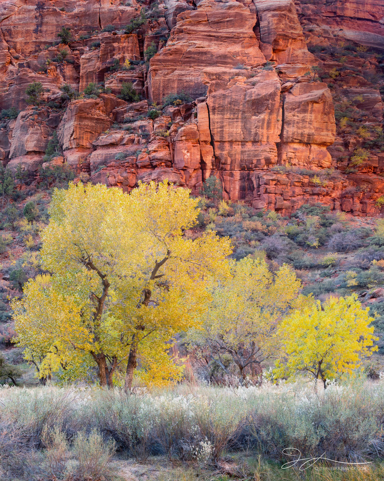Cottonwood trees bask in the warm reflected light in Zion Canyon.