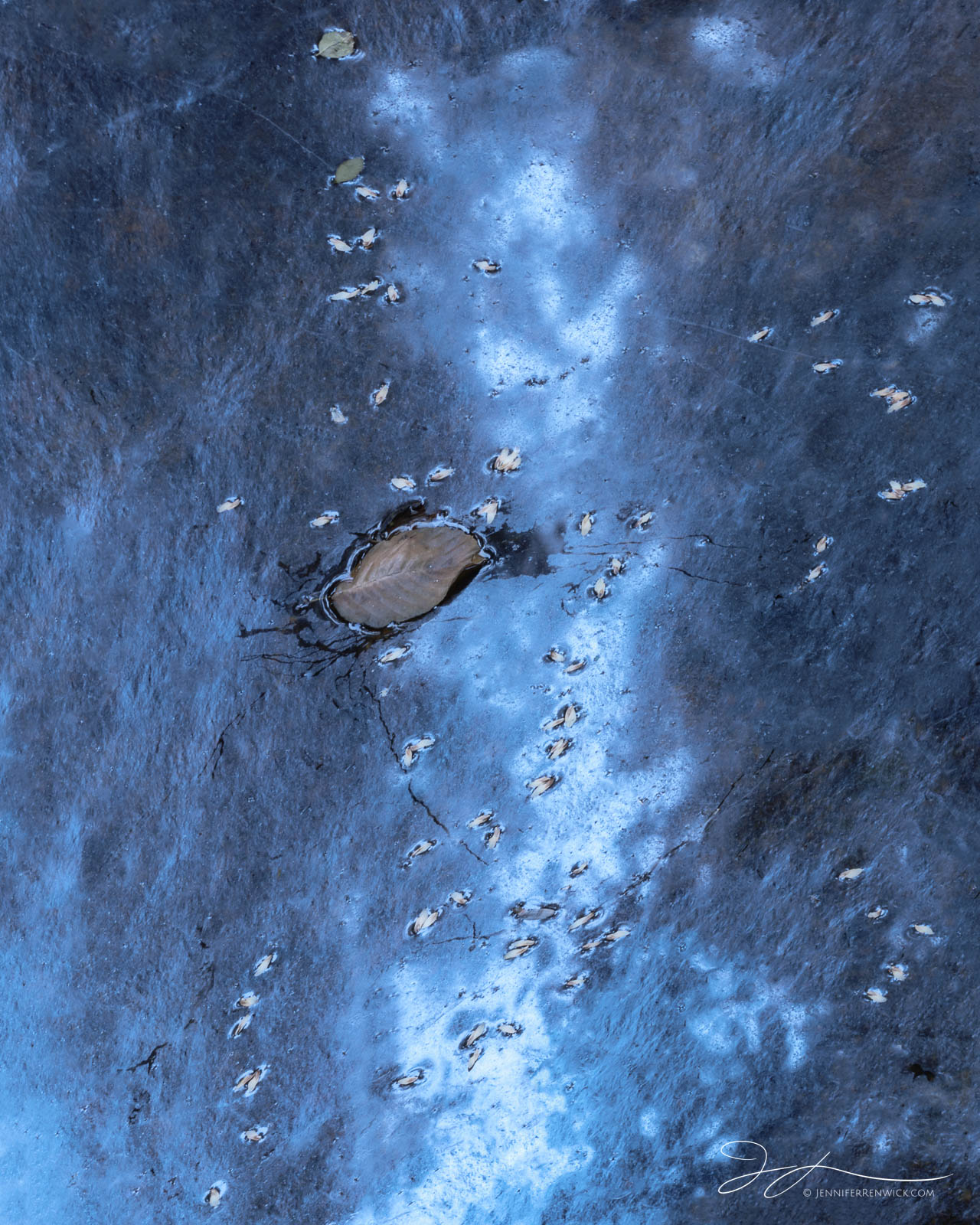 A fallen leaf sits among a reflection of the sky and leaf litter in Yosemite National Park.