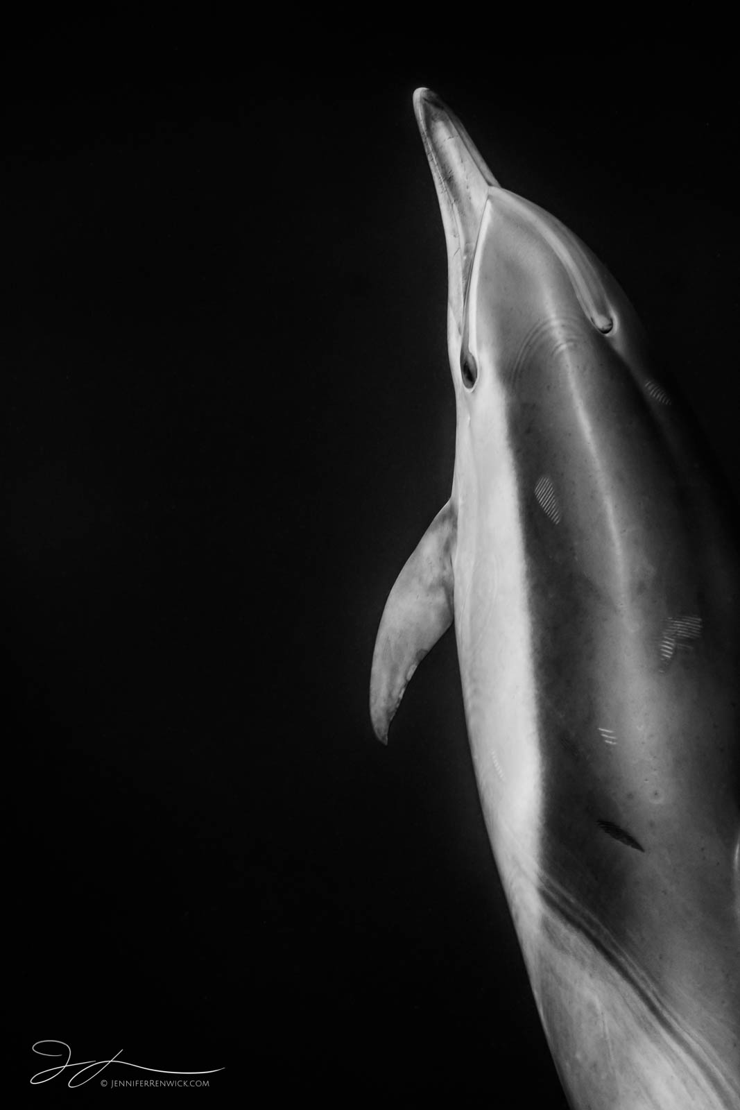 A close-up of a dolphin reveals scars and teeth rake marks left behind from other dolphins. Dolphins have scars just like we...