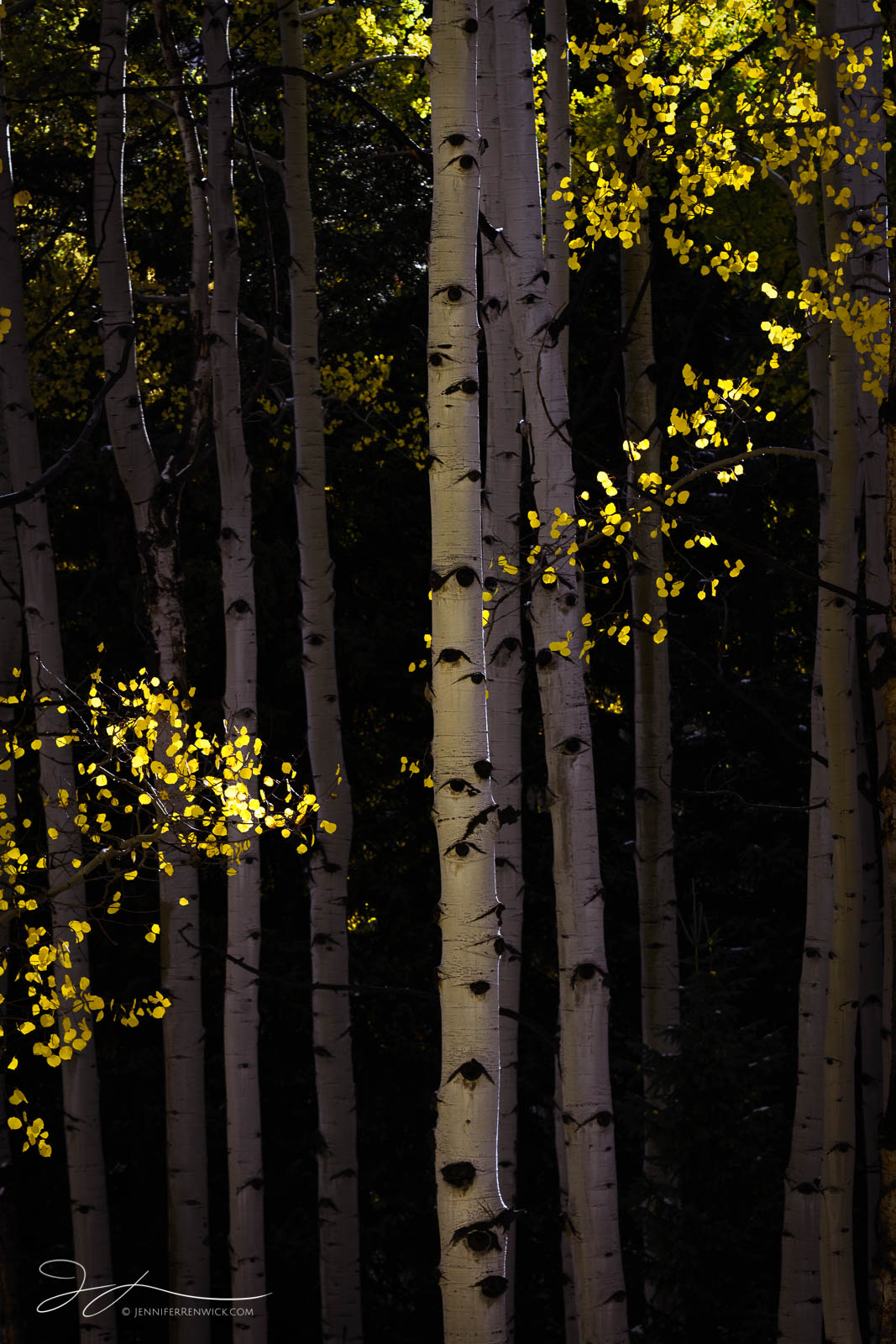 Golden aspen leaves appear to "dance" around the trunks of aspen trees in this small scene from Colorado during the fall.