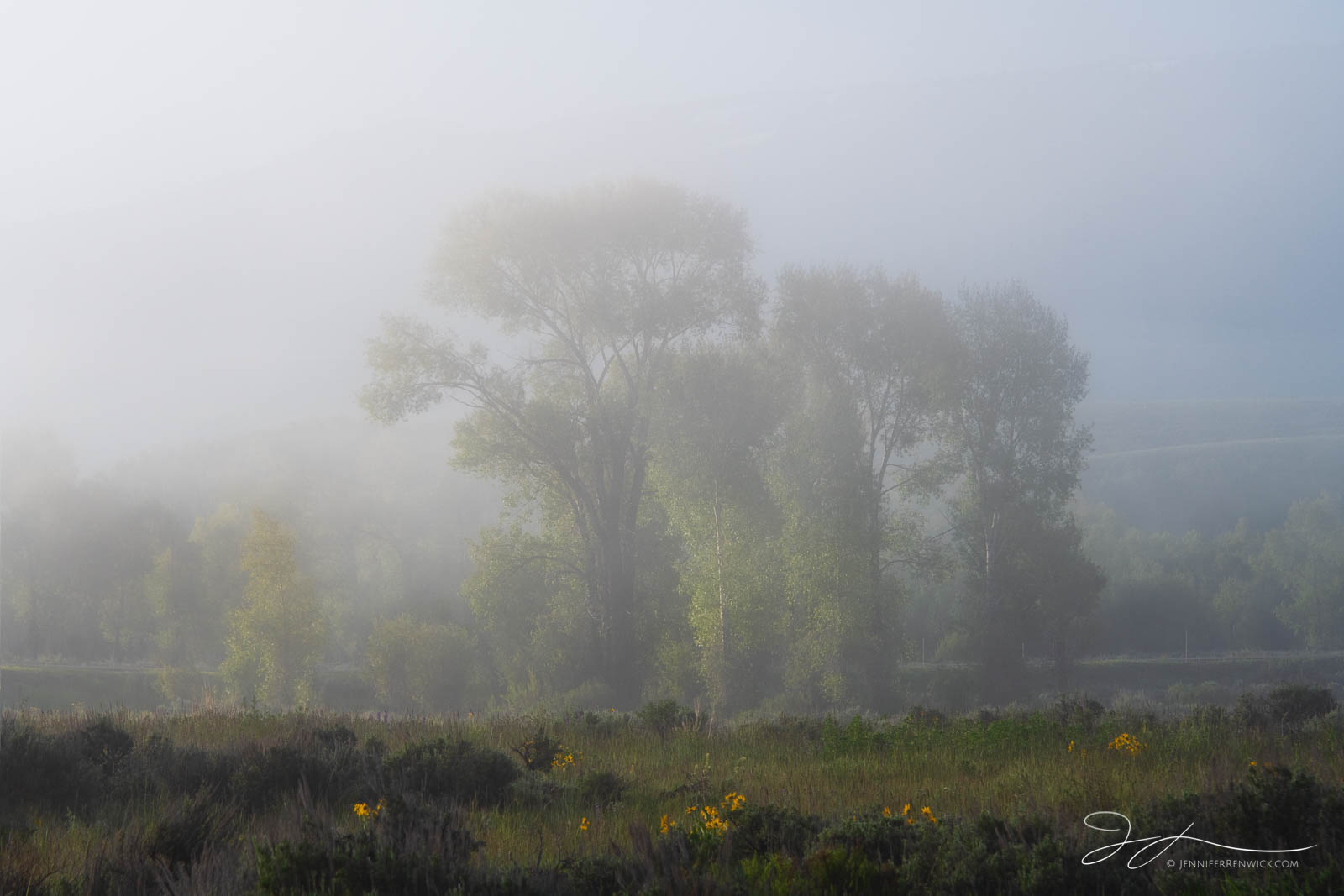 A foggy morning surrounds flowers and cottonwood trees during a sunrise.