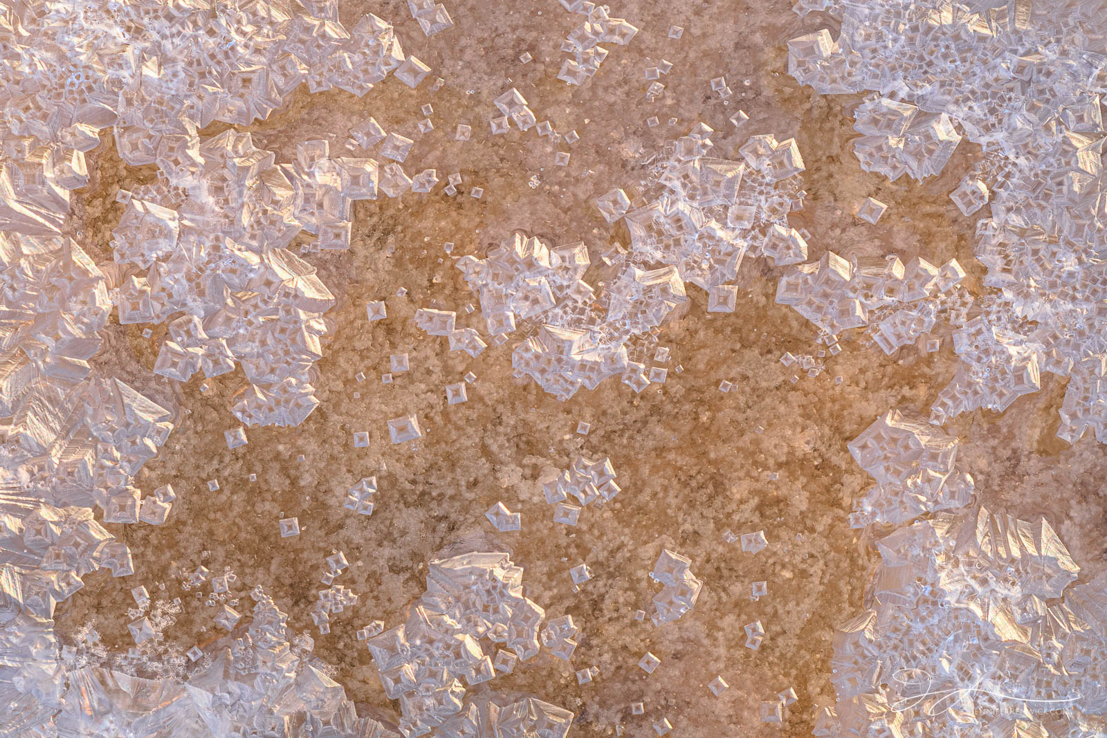 Small salt crystals float in a brackish puddle on the playa floor.