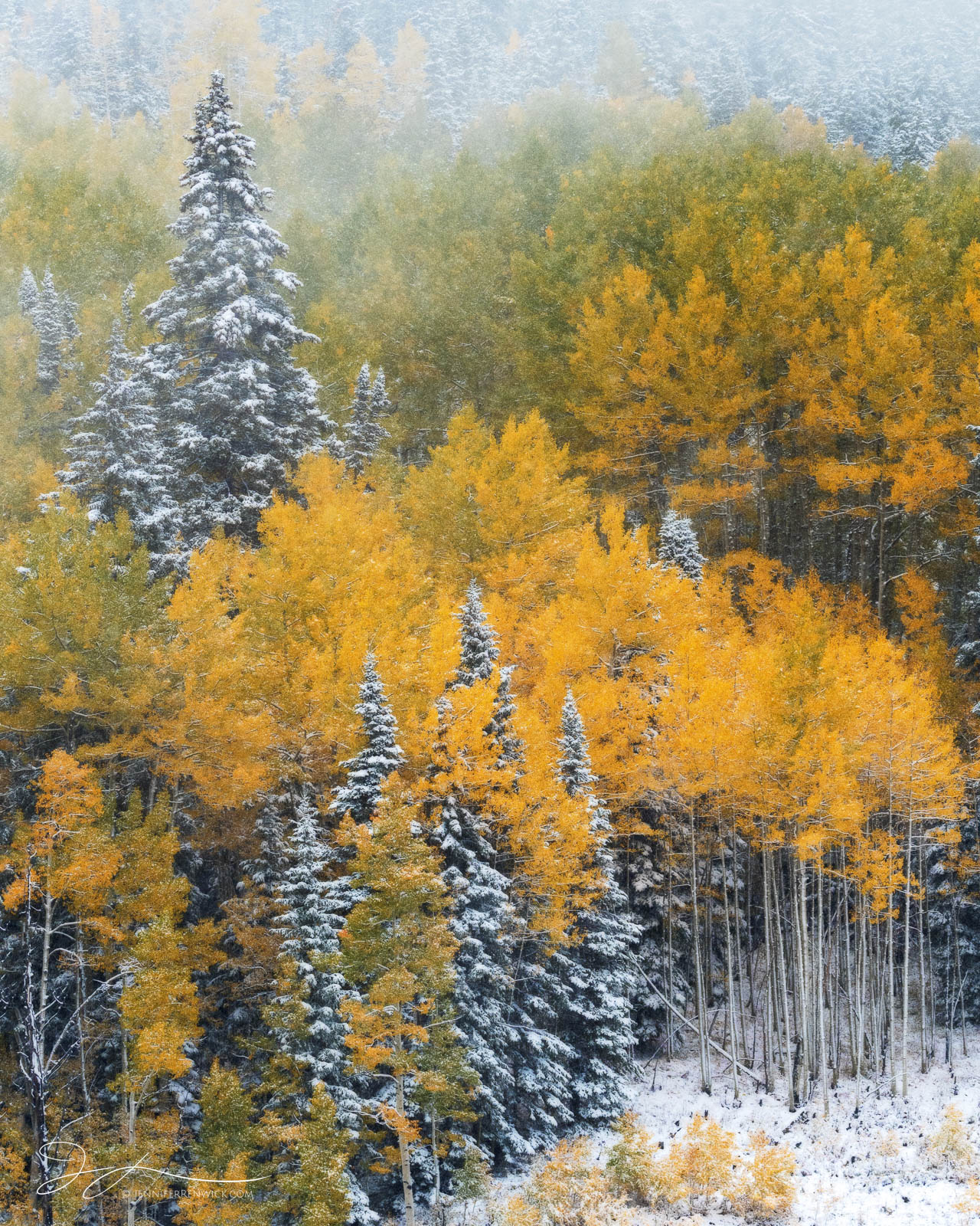 An early season snow falls on the changing aspen trees, creating a magical autumn scene.