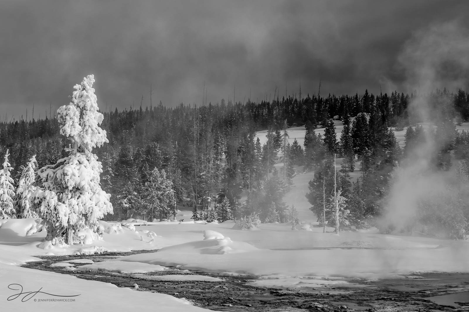 A winter tree and a plume of steam appear to be facing off near a thermal spring in Yellowstone National Park.  This image is...