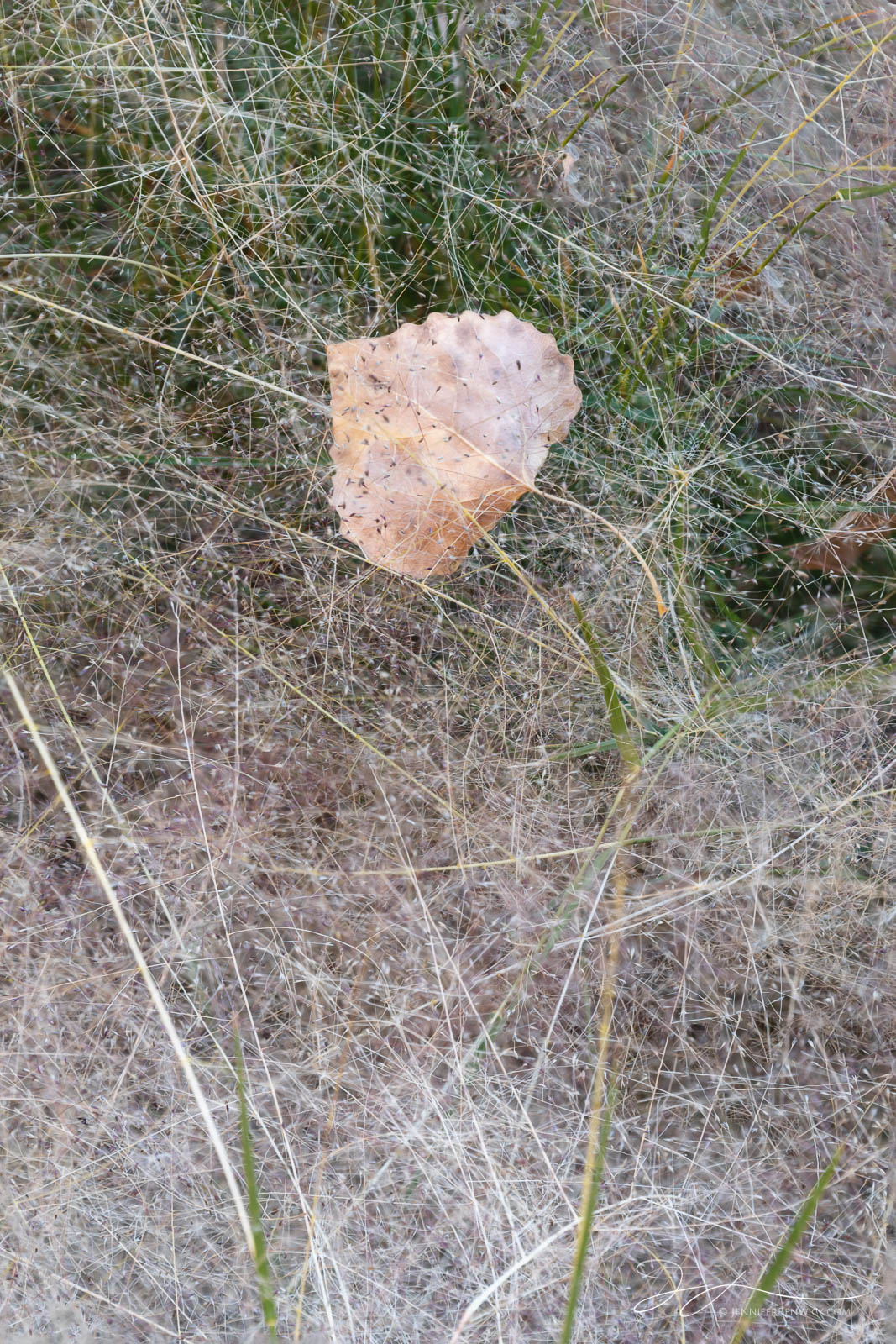 A cottonwood leaf comes to rest on a bed of grasses.