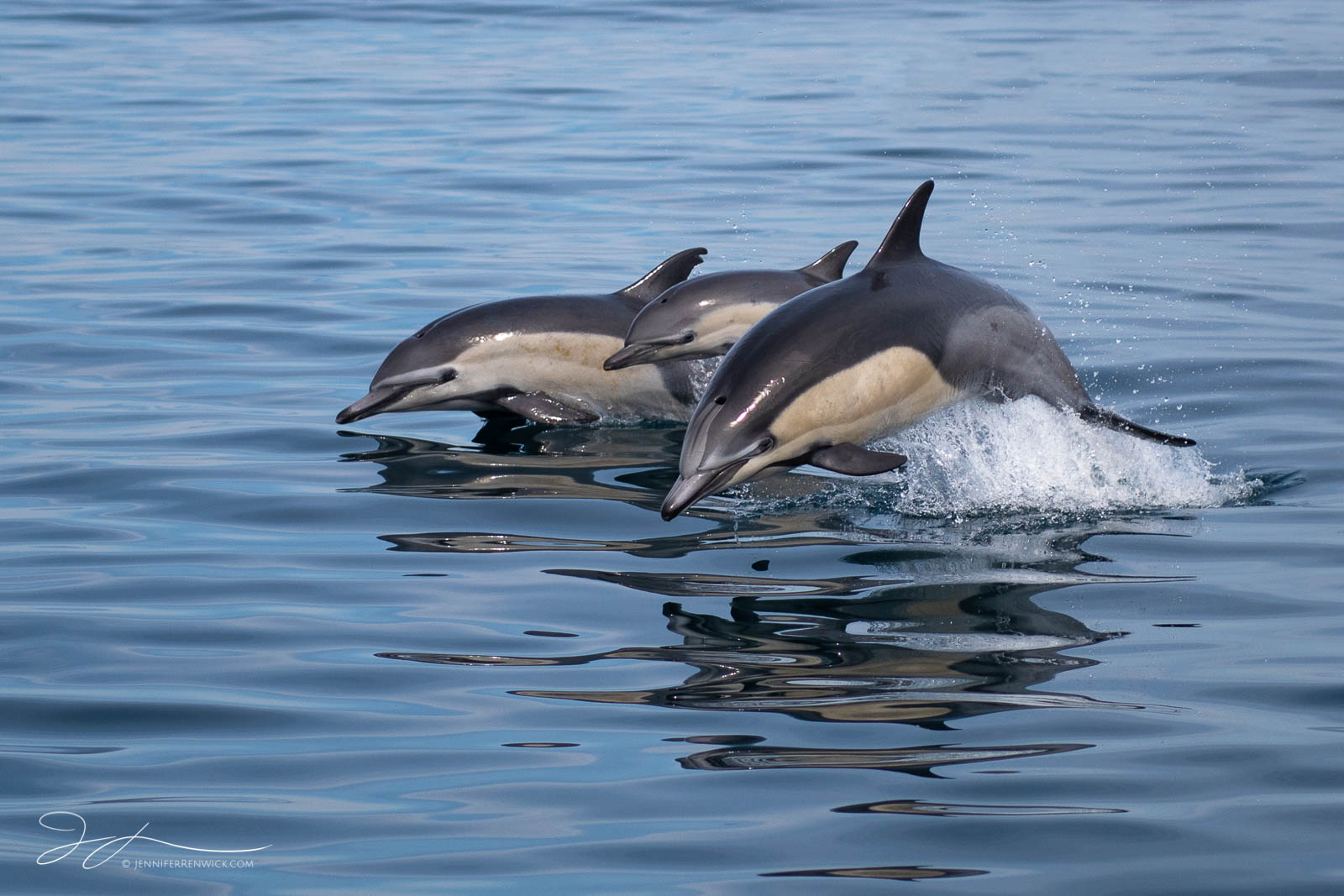 Two adult common dolphins surface with a calf in between.