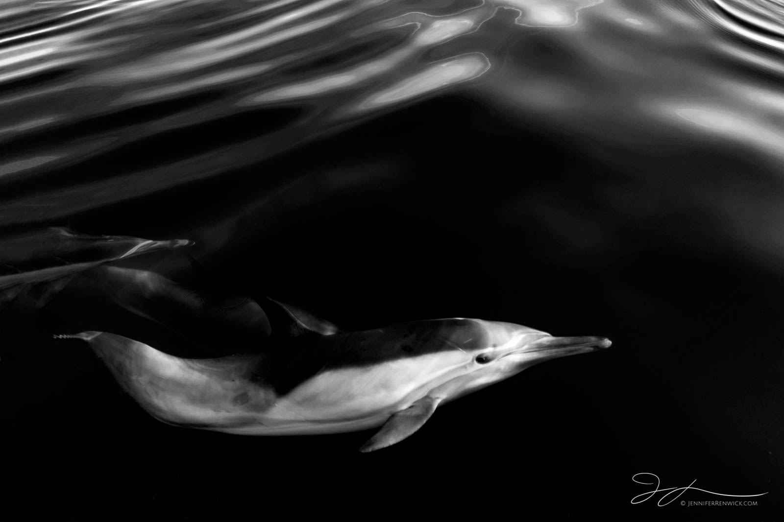 A common dolphin navigates the rippled surface of the ocean.
