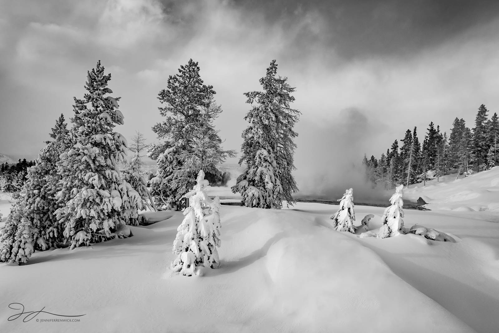 A future generation of younger trees is coated in snow and rime ice in Yellowstone National Park.  This image is part of my "...