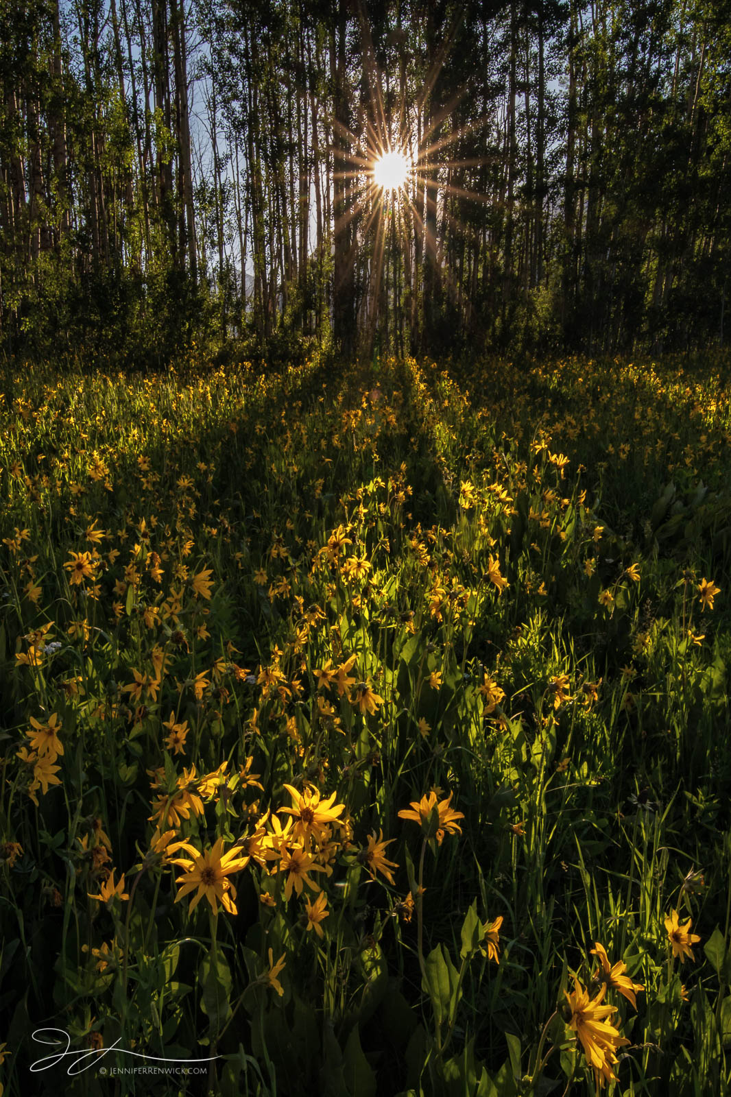 Mule's Ears sunflowers greet the sunrise through the trees in a mountain meadow.