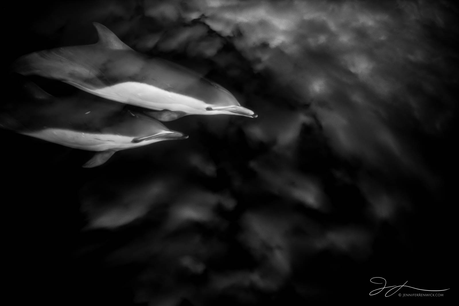 Two common dolphins appear to swim towards the sky, as the clouds reflect on the ocean surface.