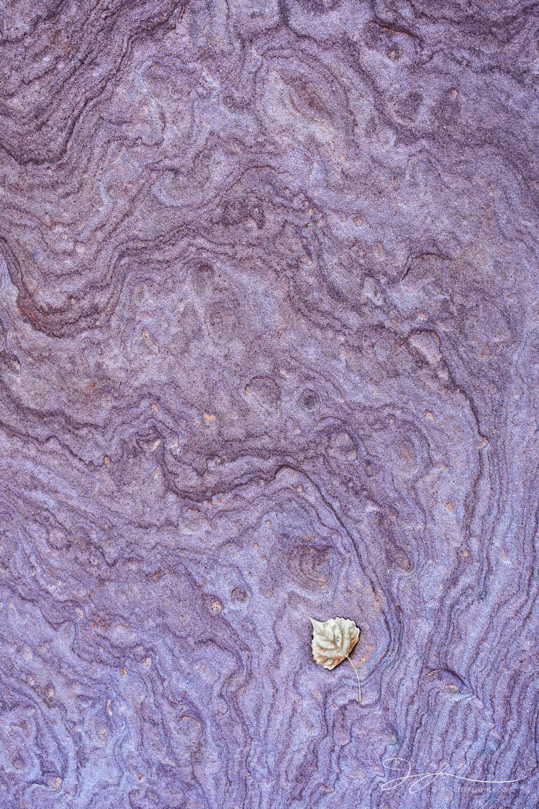 A lone cottonwood leaf rests on a swirl of sandstone.
