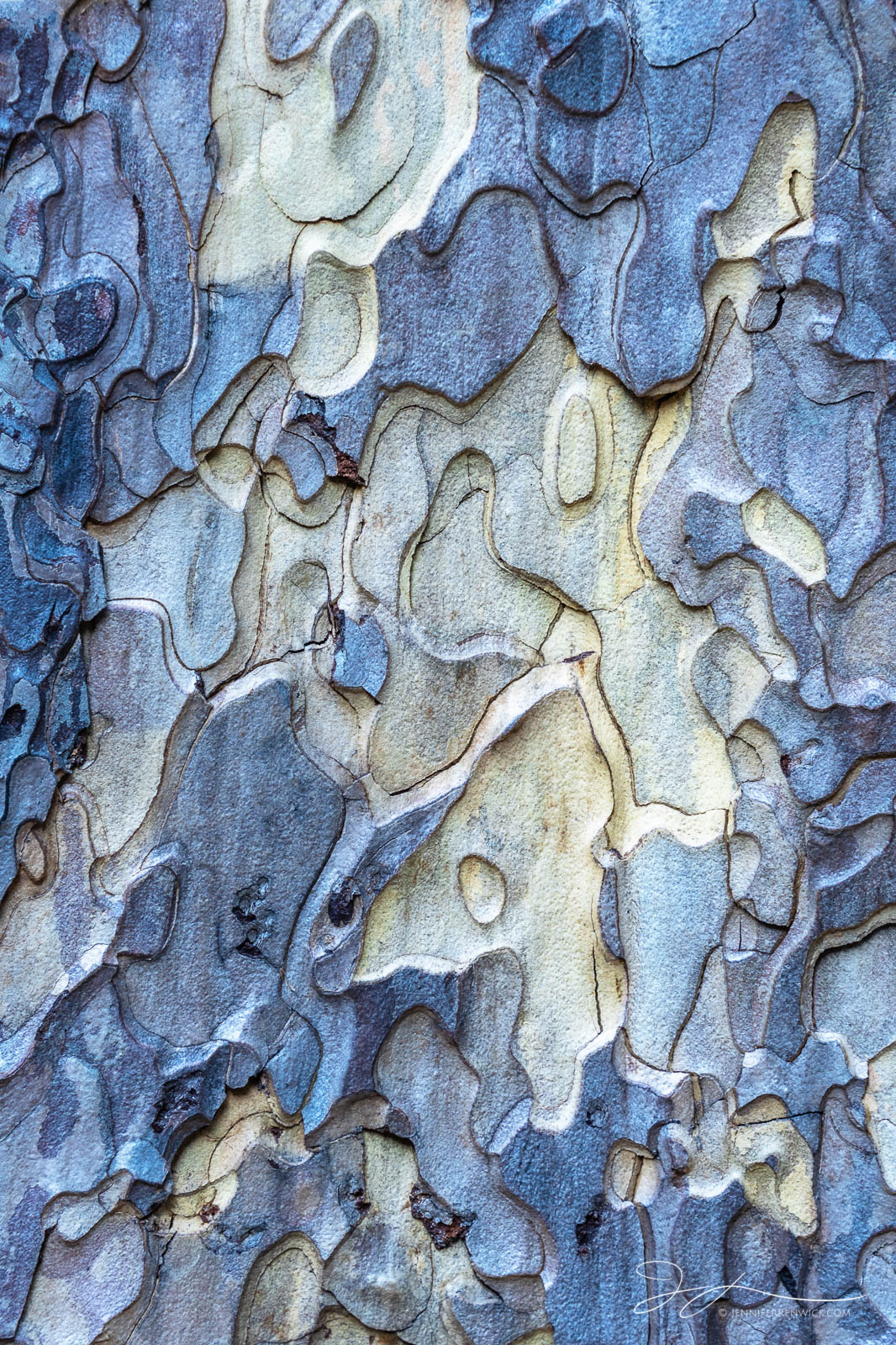 Ponderosa Bark catches the twilight glow during blue hour, highlighting a maze of texture and patterns.
