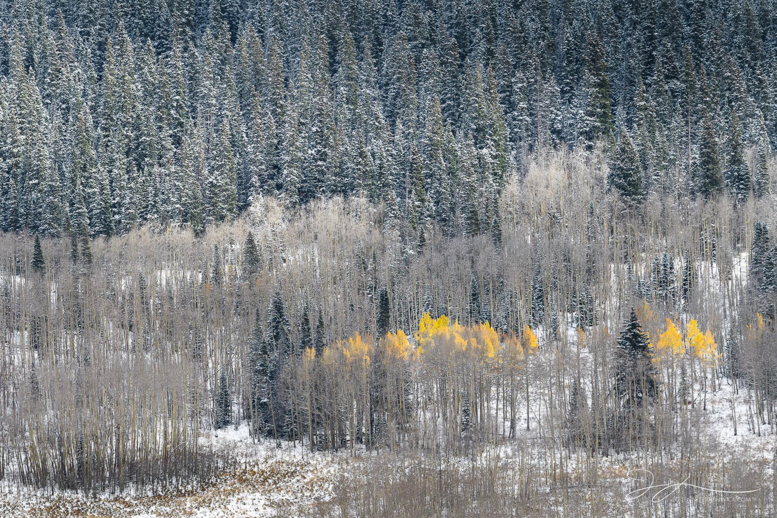 A stand of aspen hangs onto their leaves, while surrounded by already bare aspen trees.