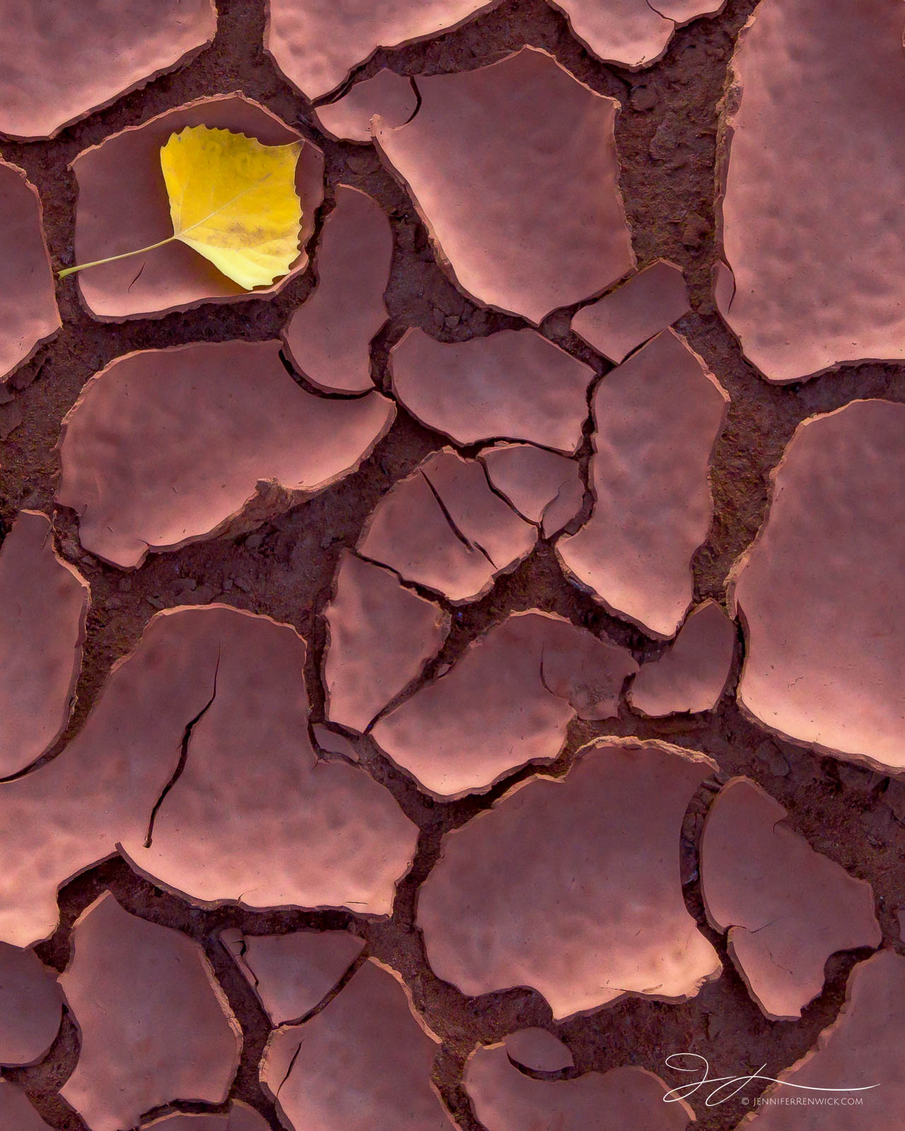 A cottonwood leaf sits upon mud cracks in a dried river bed in Utah.