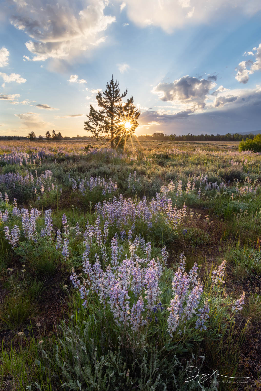 A meadow of lupine greets the day bathed in the warm light from the sun.