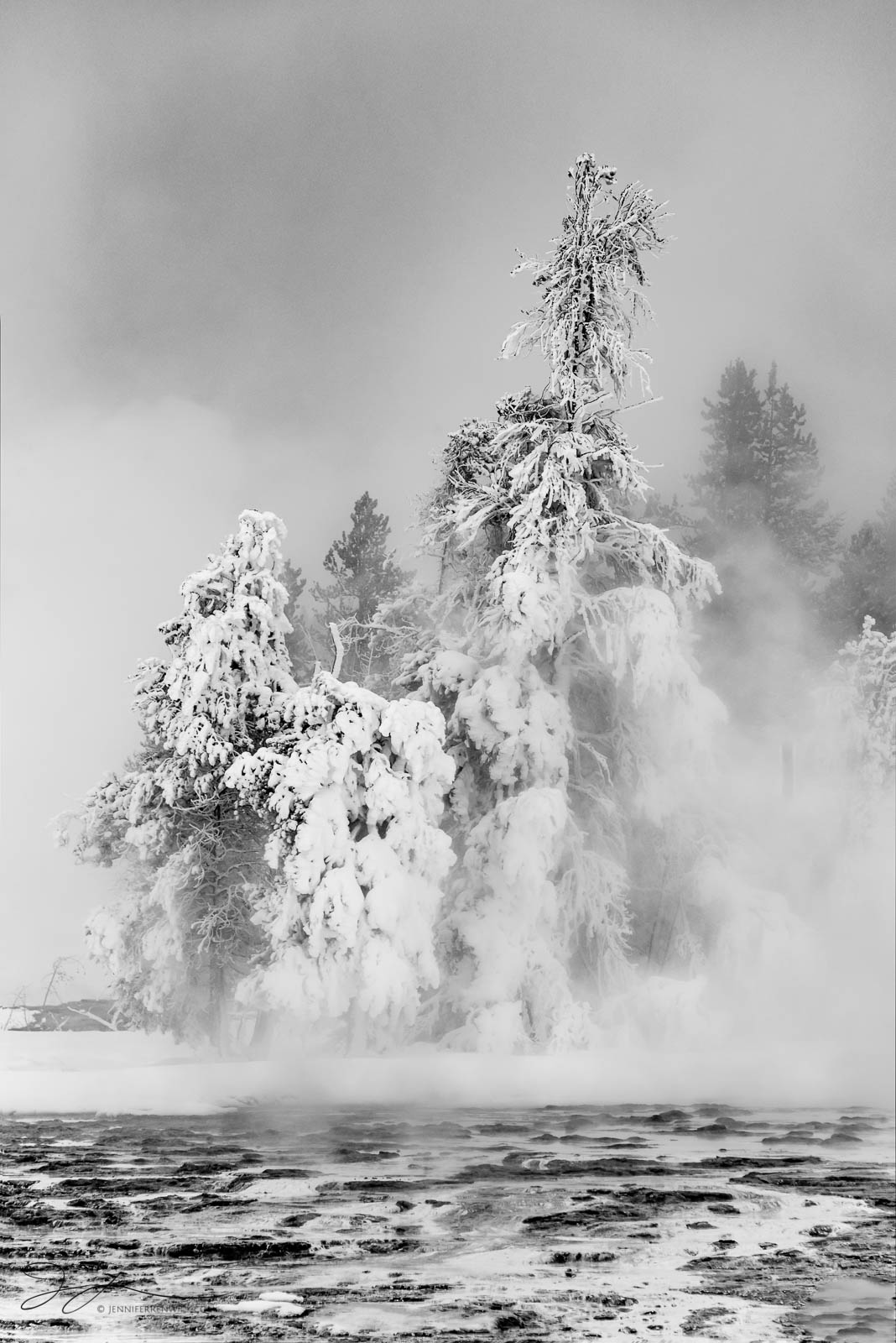 Winter trees in Yellowstone National Park appear to be marooned on a piece of land surrounded by thermal springs. This image...