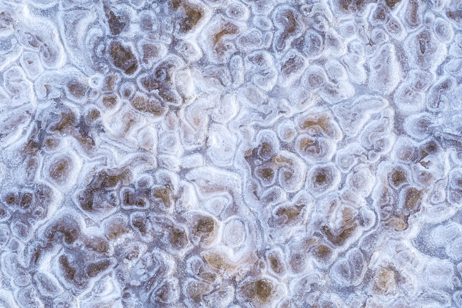 Microscopic Salt patterns create small patterns on the desert floor.