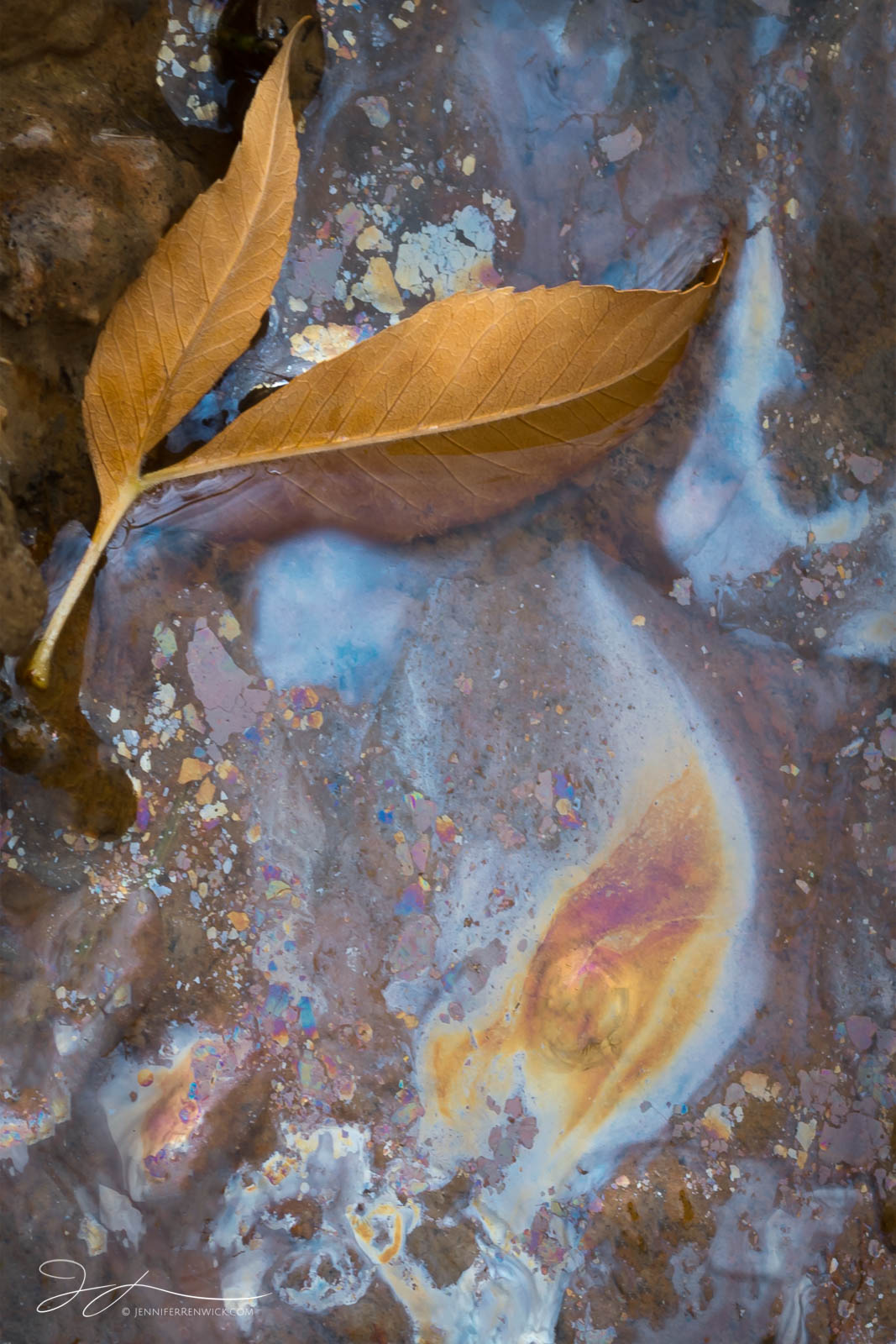 A pair of leaves sit beside a similarly shaped leaf pattern of organic oils left behind from natural decay.  This image is part...