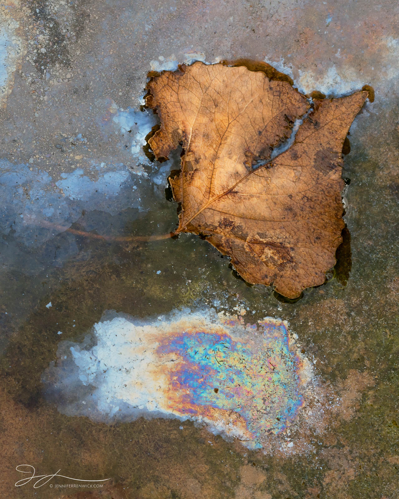 A decaying leaf sits by a small pool of natural oils left behind by decaying organic matter.  This image is part of my "One Final...