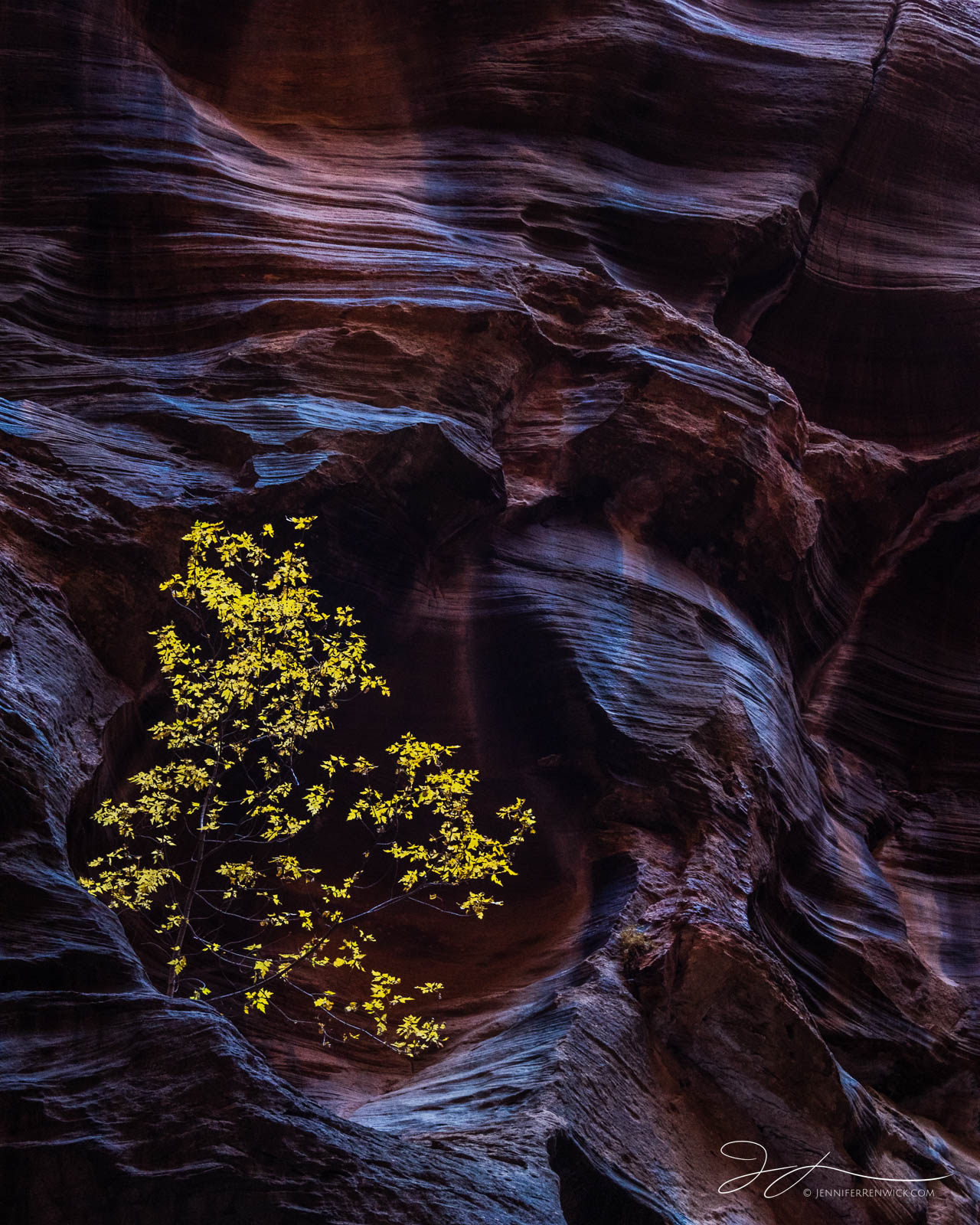 A cottonwood tree grows high up on a wall of a canyon, sheltered by tall, sandstone walls.