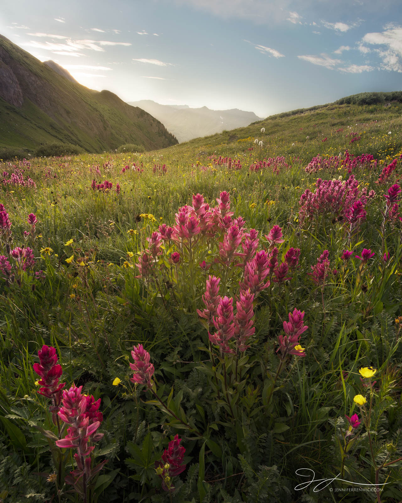 Rosy paintbrush flowers cover a high alpine hillside in the San Juan Mountains.