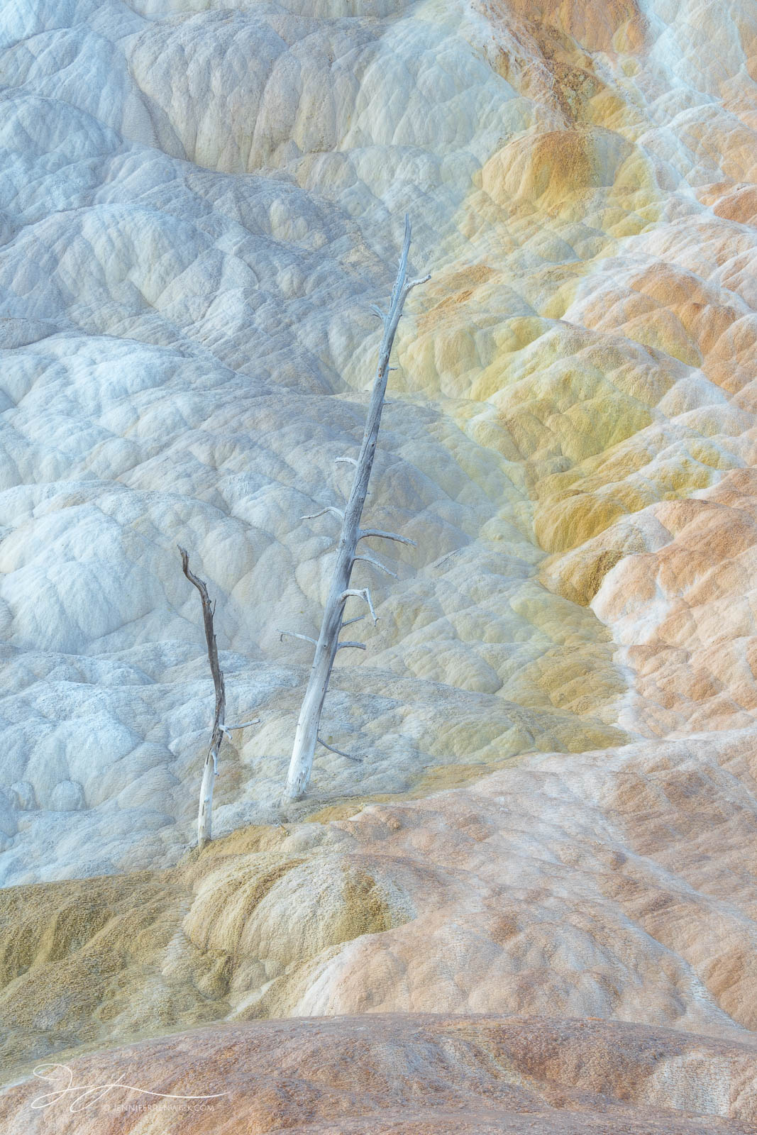 A dead tree stands among the colorful pastel terraces of Mammoth Hot Springs.