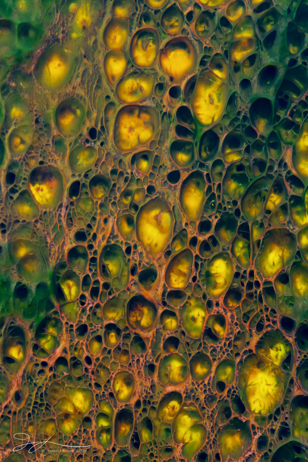 A mat of colorful thermophiles creates an otherwordly abstract scene.