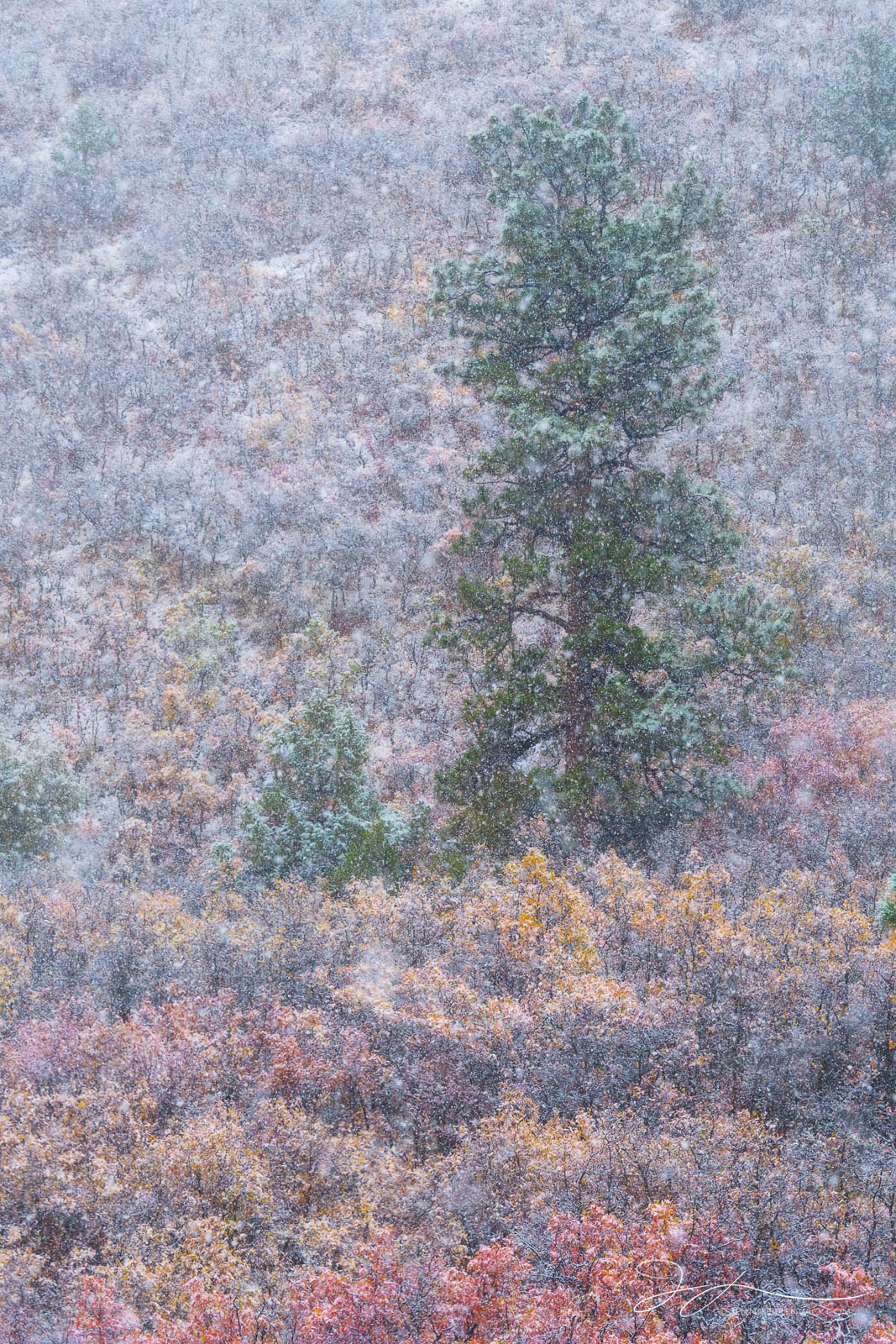 An early snowstorm snows over the colorful autumn scrub oak in the San Juan Mountains.