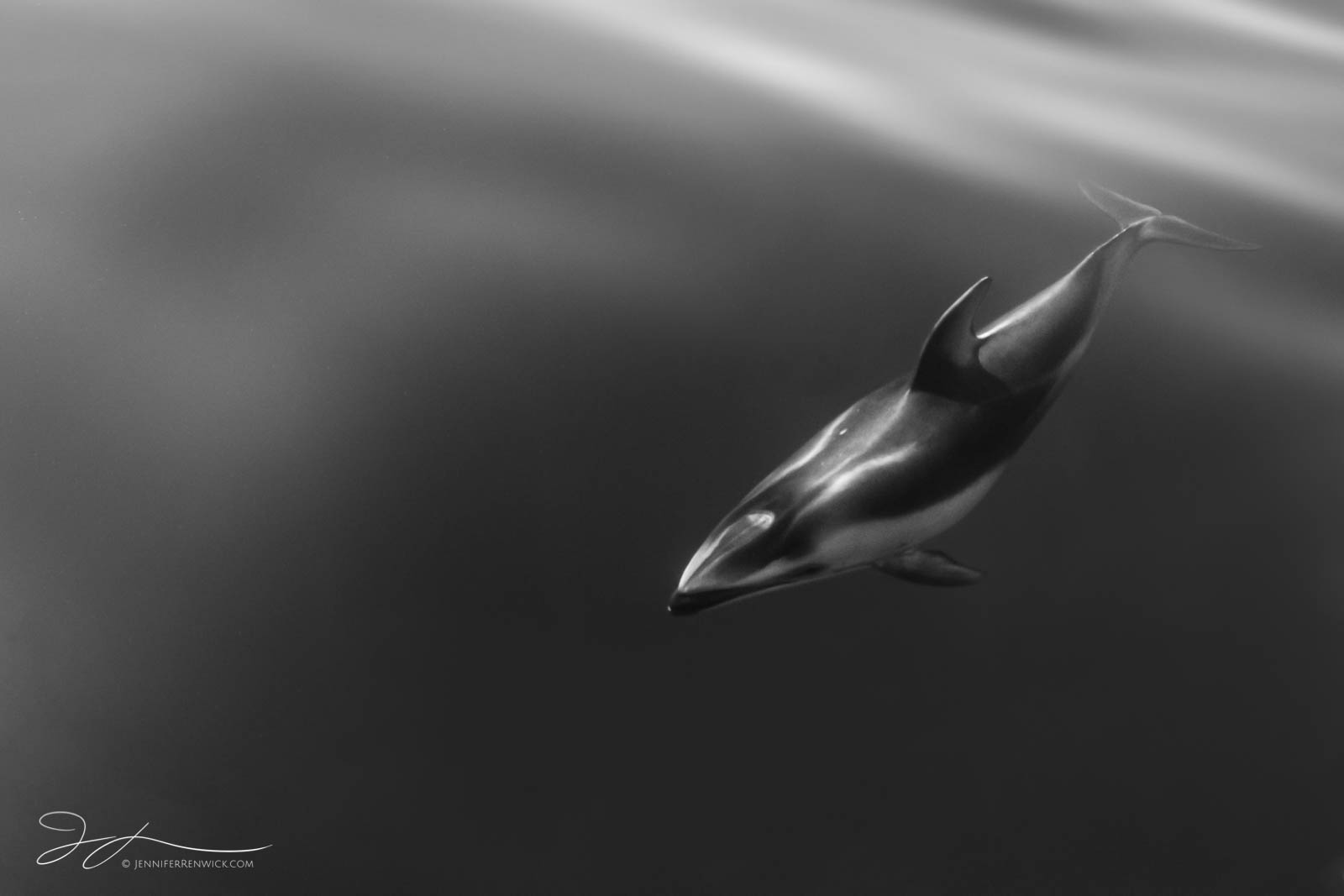 A wild pacific white-sided dolphin cruises though smooth seas.