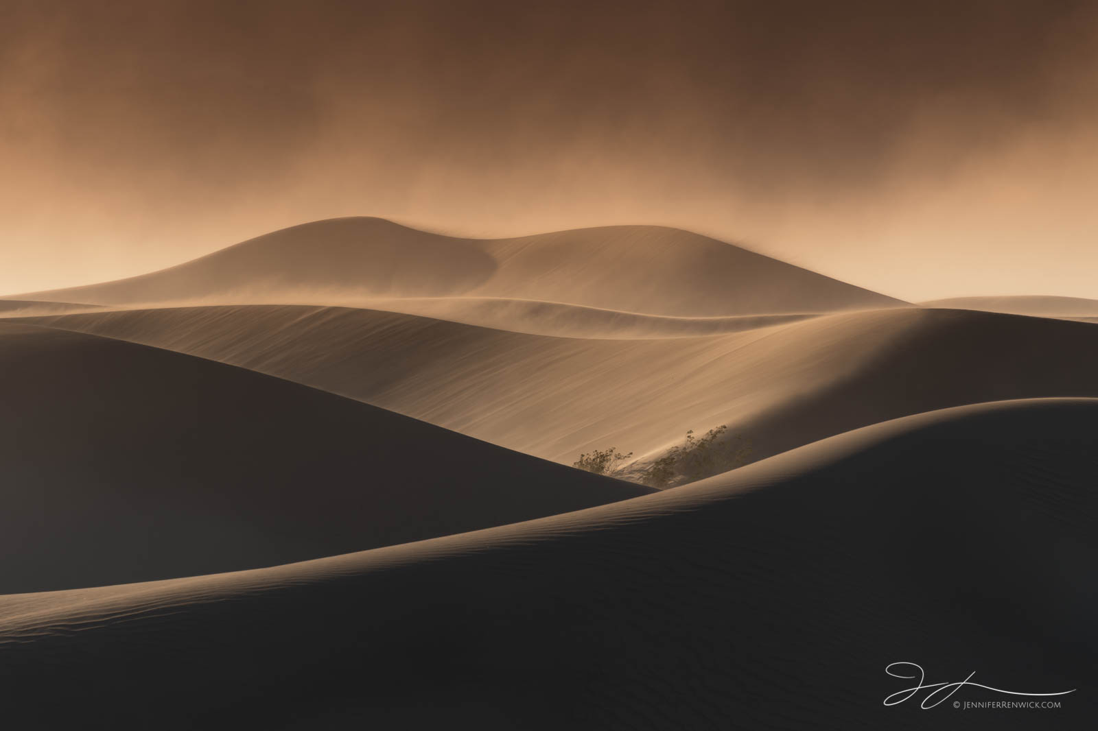 A creosote bush appears to take shelter between the sand dunes during a windstorm.