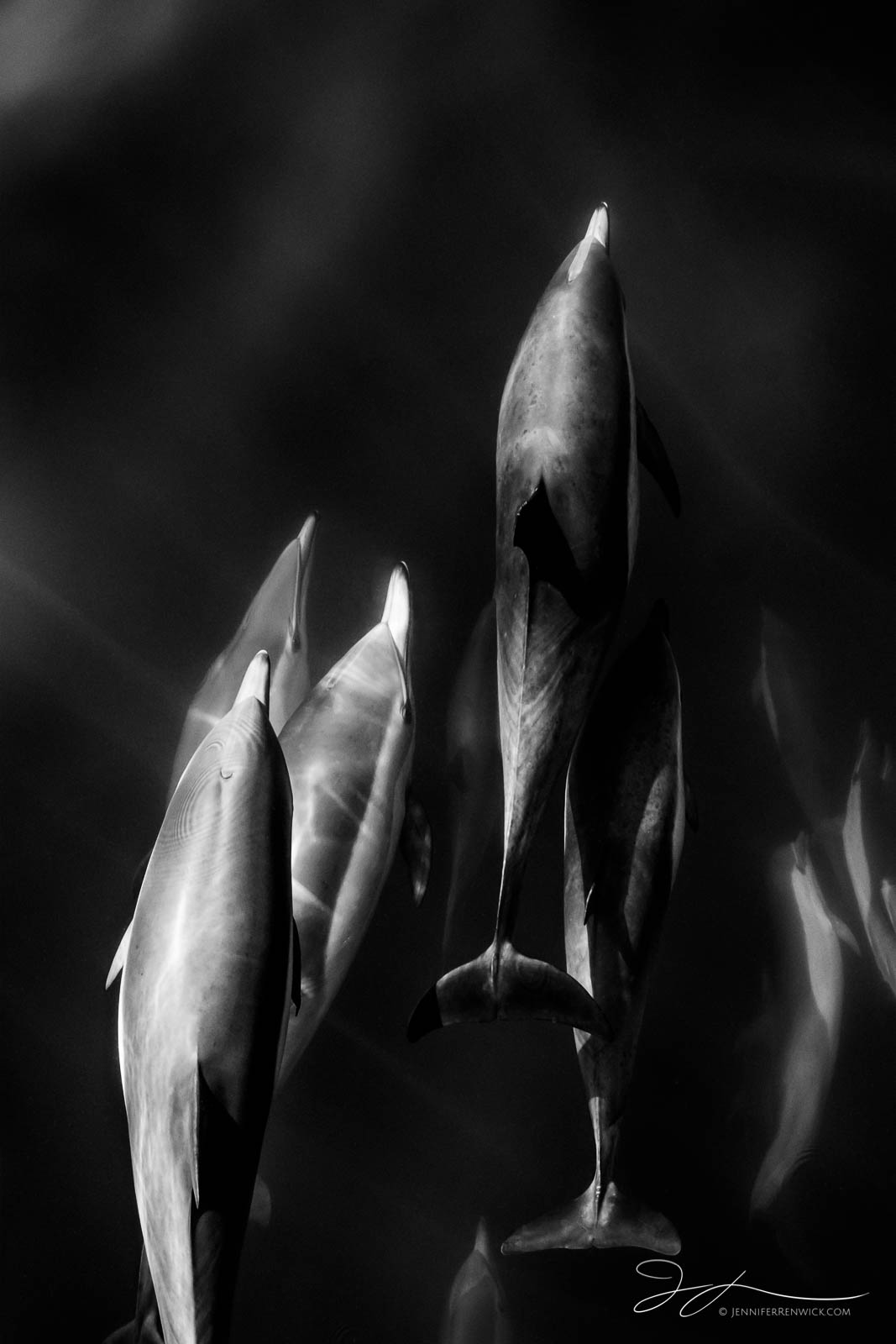 A pod of wild common dolphins swims in a group through the sunlit ocean. This image is part of my "A Morning With Dolphins" photo...