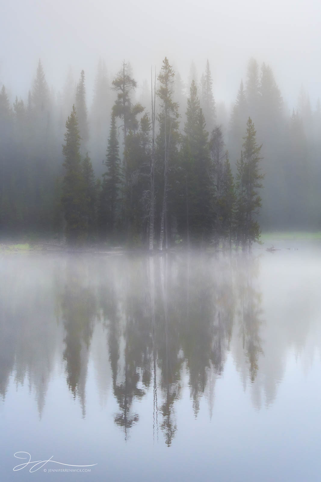 A stand of trees reflects in a pond on a foggy morning in Yellowstone National Park.