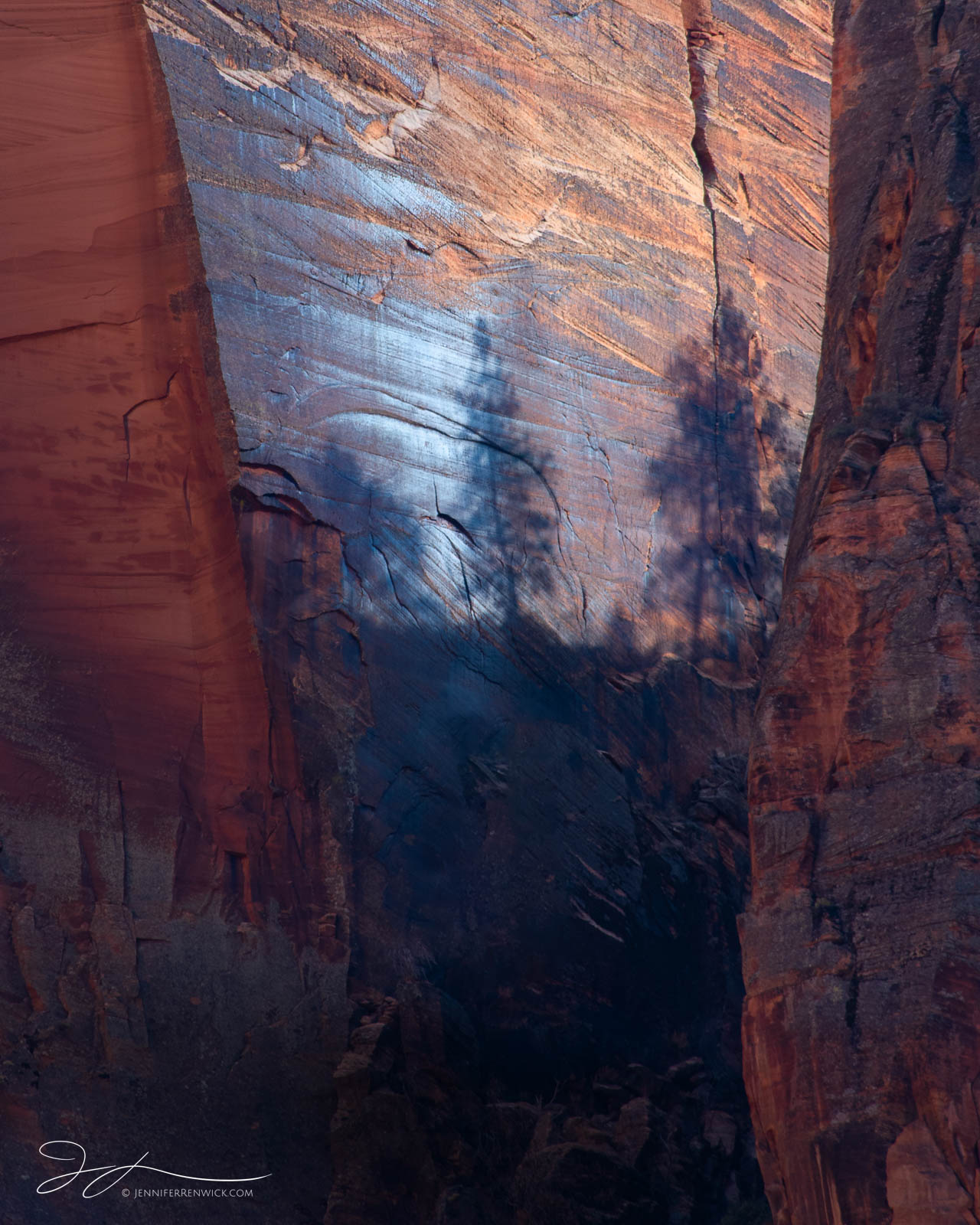 Ephemeral canyon light casts shadows of trees onto a high canyon wall.