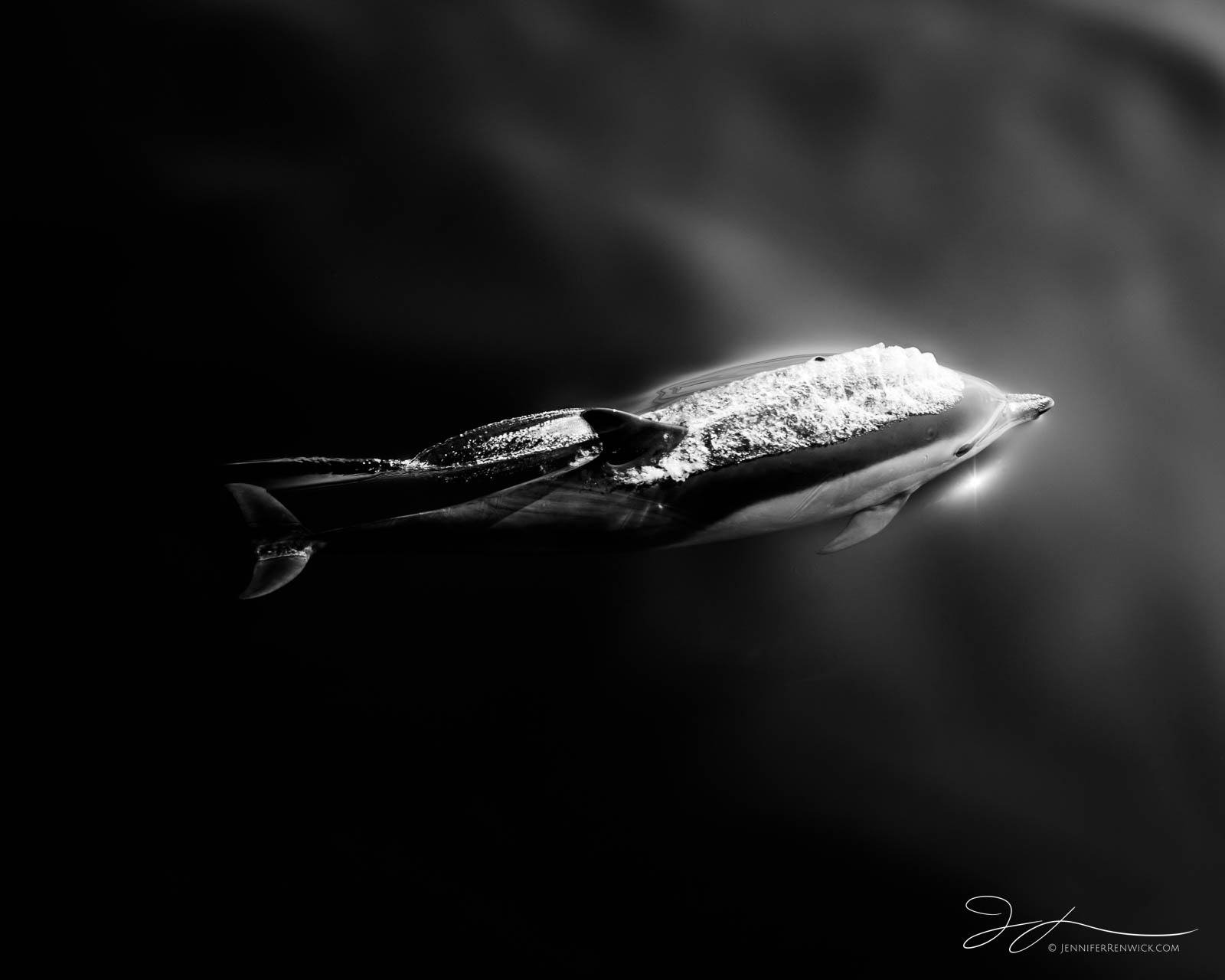 A young common dolphin calf swims effortlessly through calm seas.