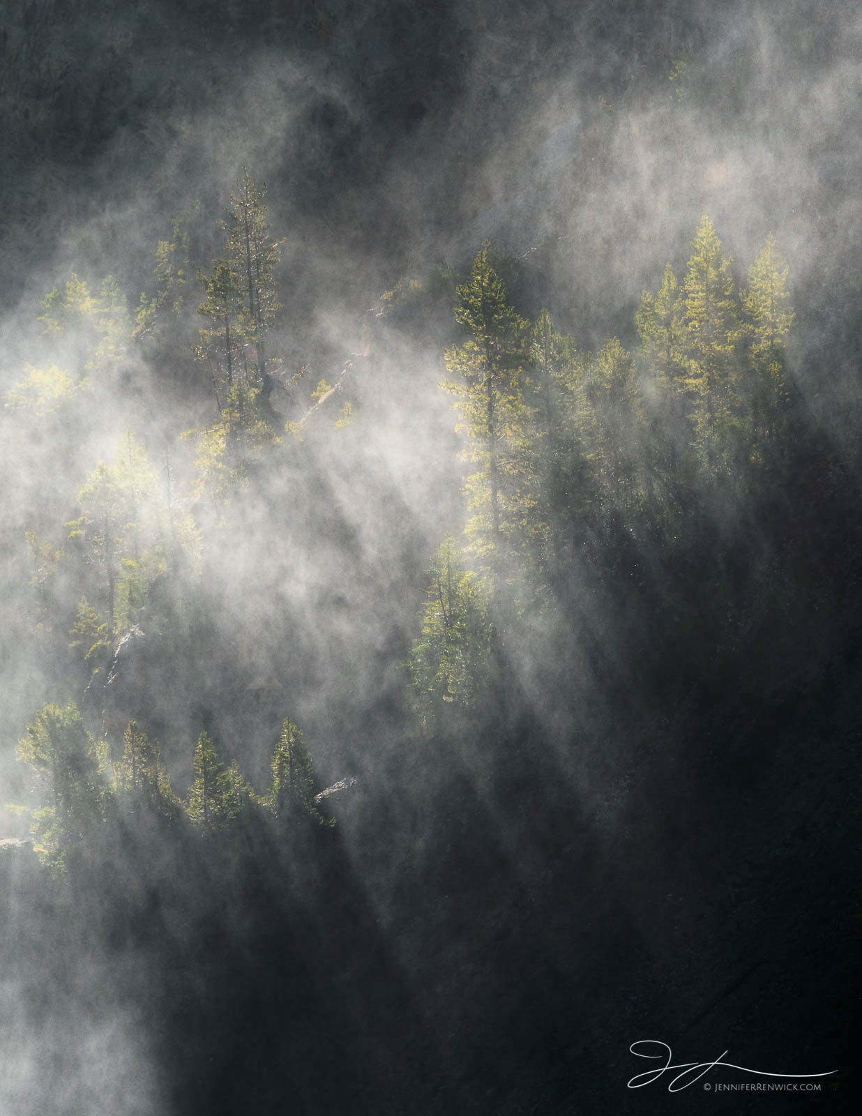 Trees appear through fog and light beams.