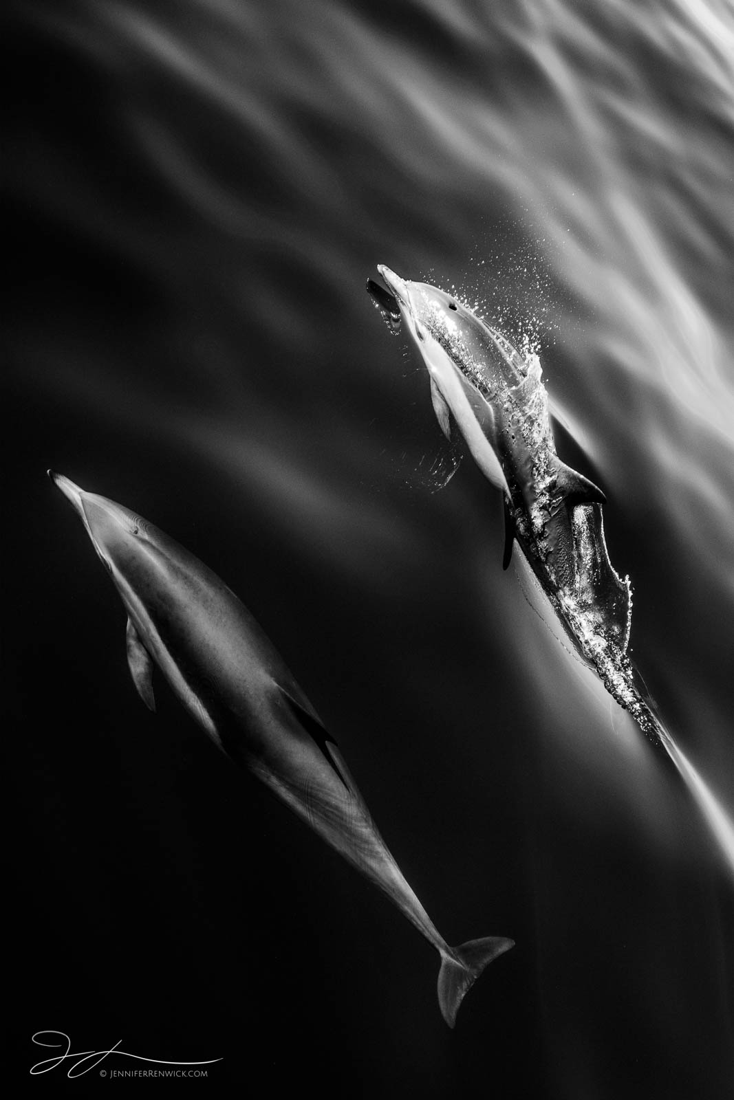 Two common dolphins travel through the ocean. This image is part of my "A Morning With Dolphins" photo project. You can see the...