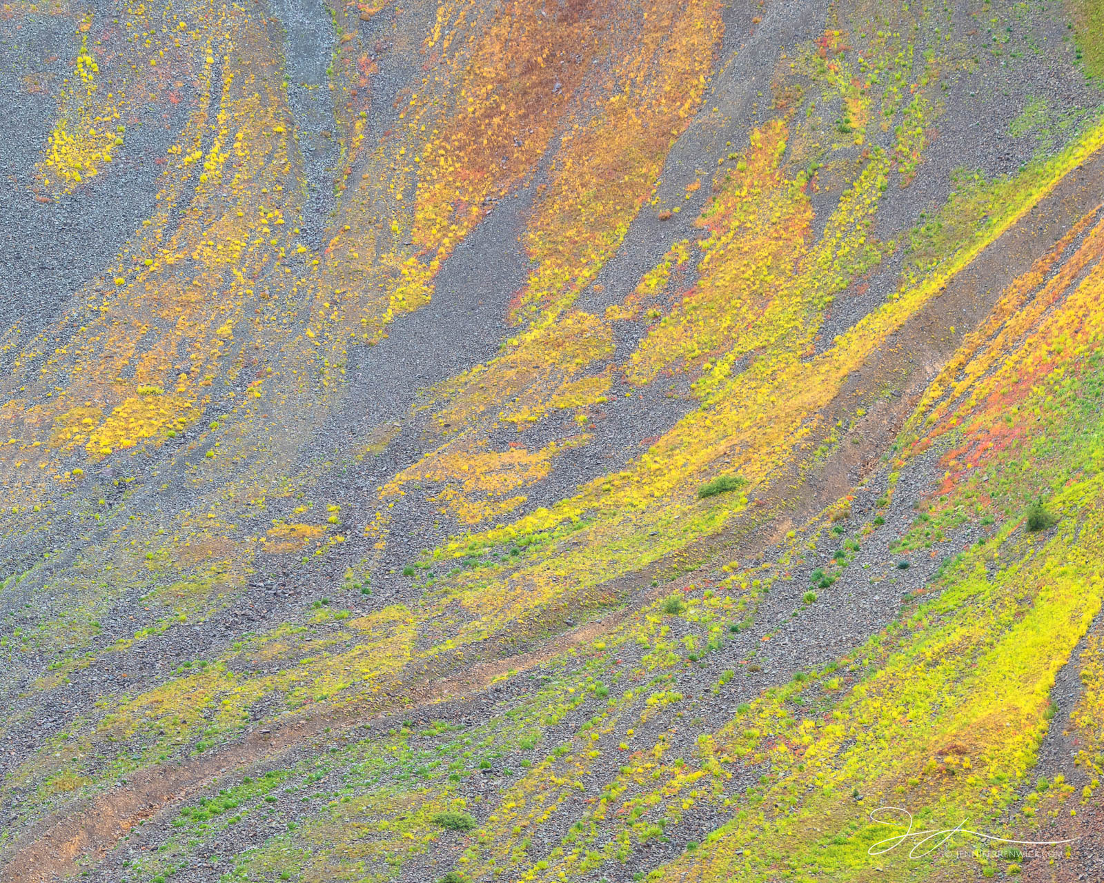 Colorful, autumn tundra covers the scree fields up in a high alpine basin in Colorado.